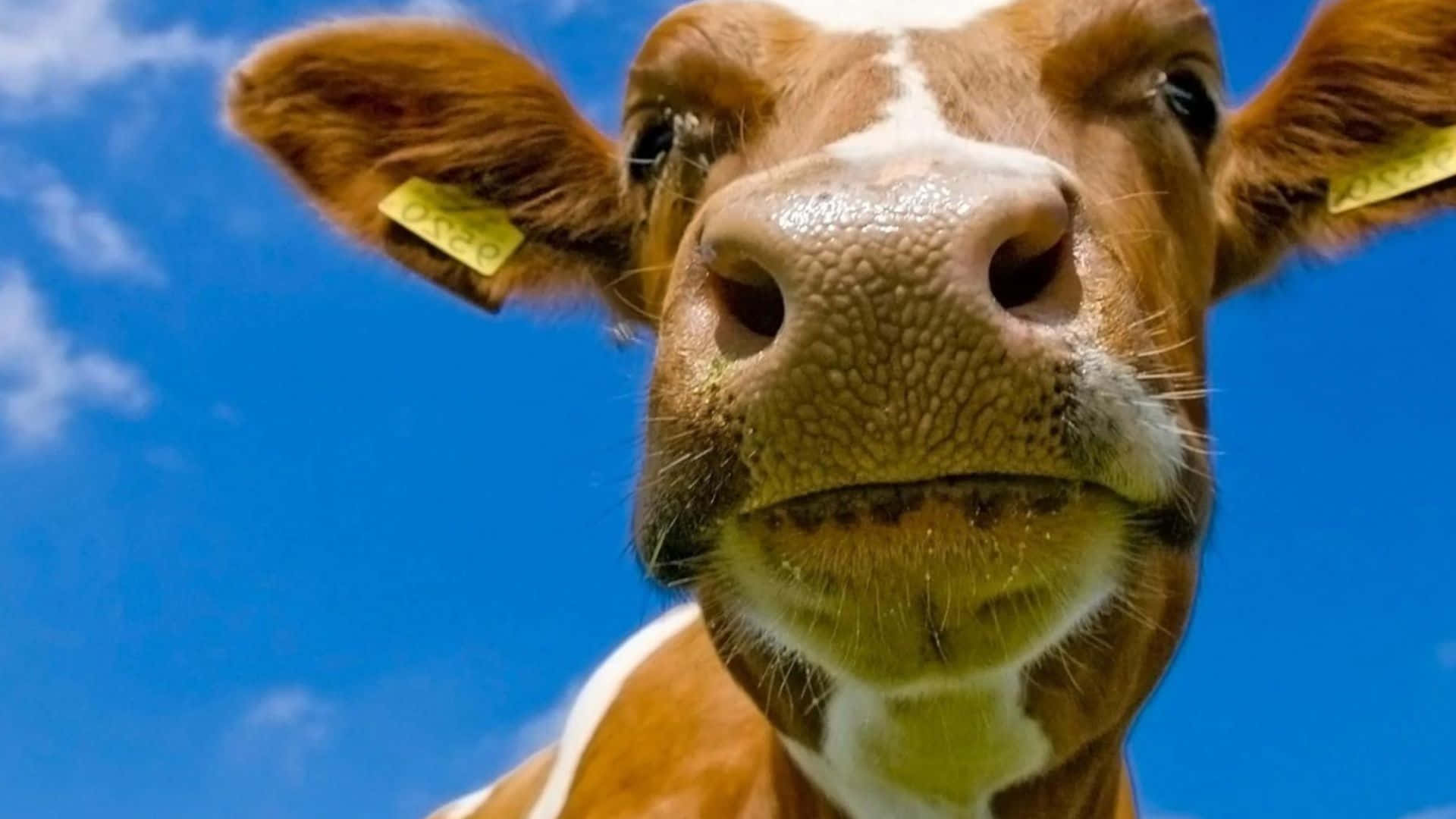 Brown Cow, brown and white cow, yellow ear tags, Full HD Desktop Wallpaper