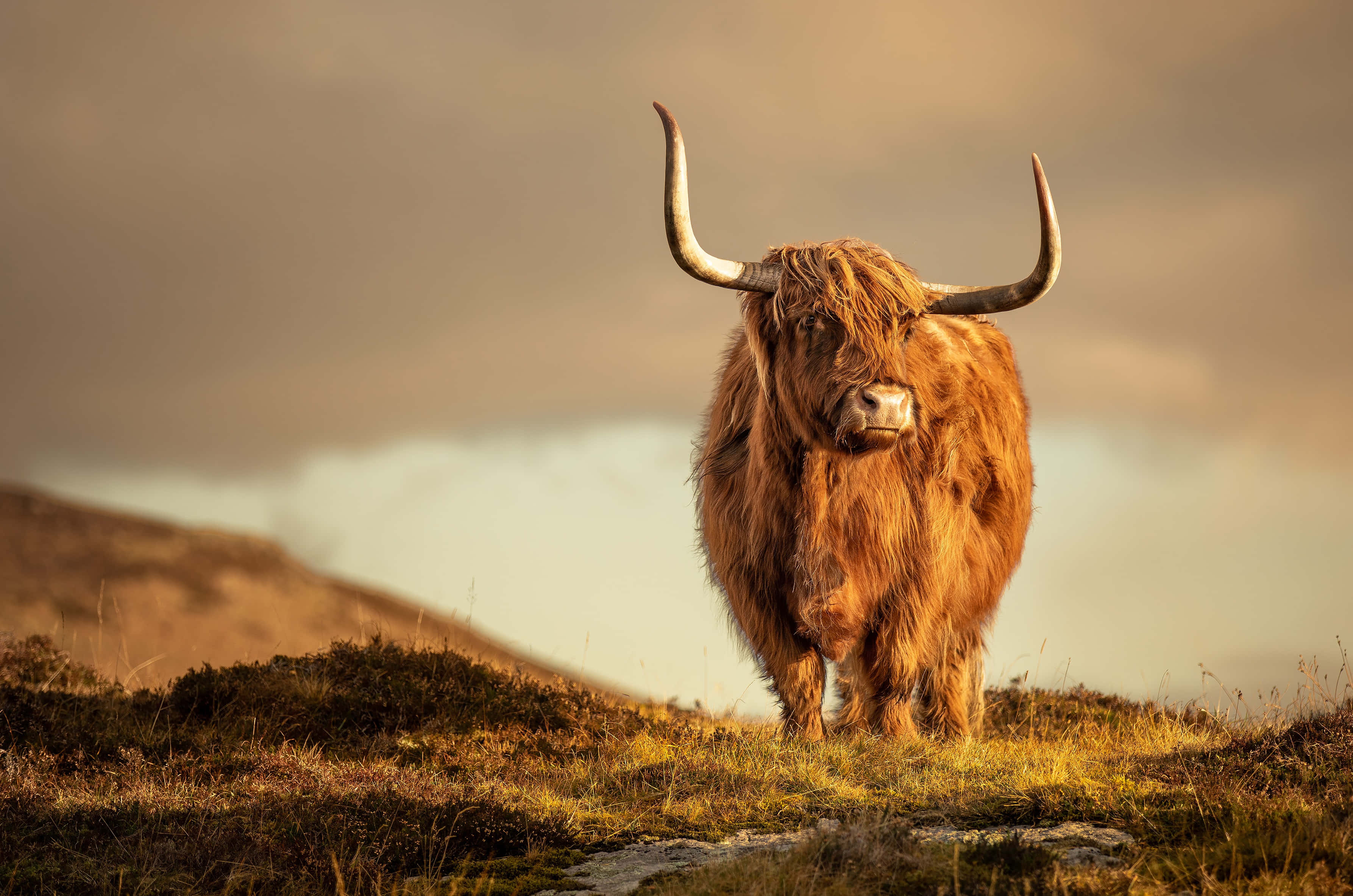 Highland cow, long shaggy brown fur, curved horns, 2K Desktop Wallpaper