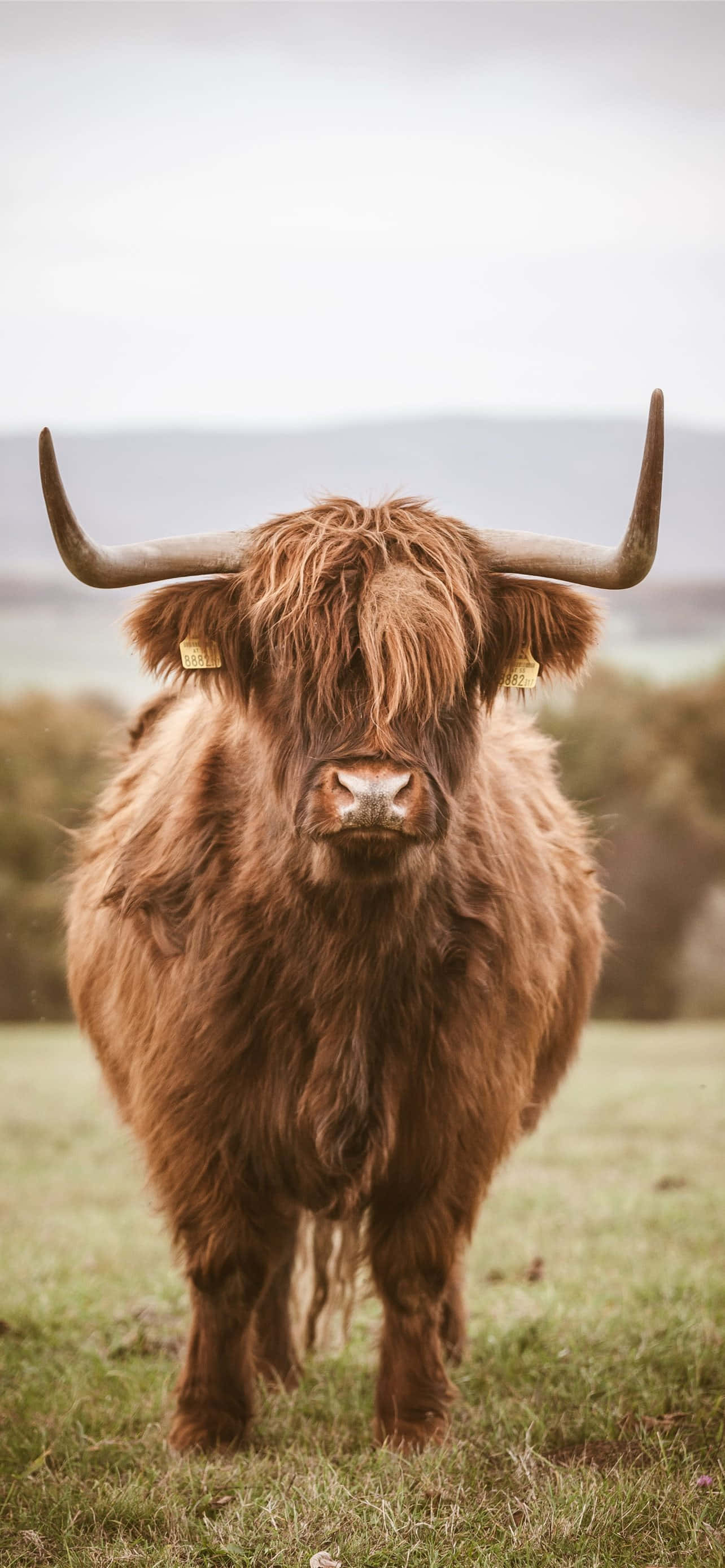 Highland cow, shaggy brown fur, curved horns, 2K Phone Wallpaper