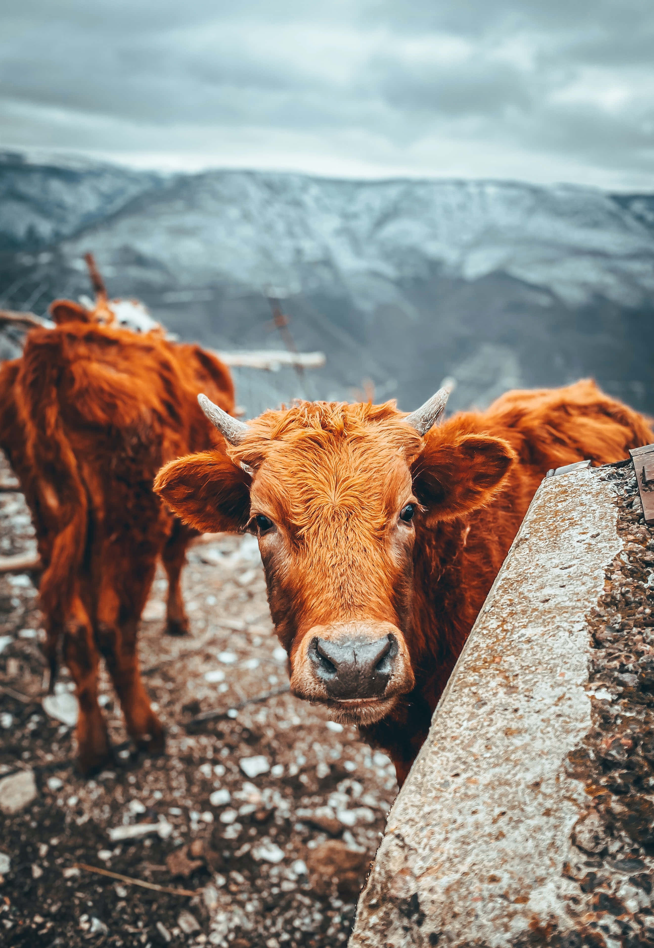 Brown Cow, reddish-brown cow, stone wall, 2K Phone Wallpaper