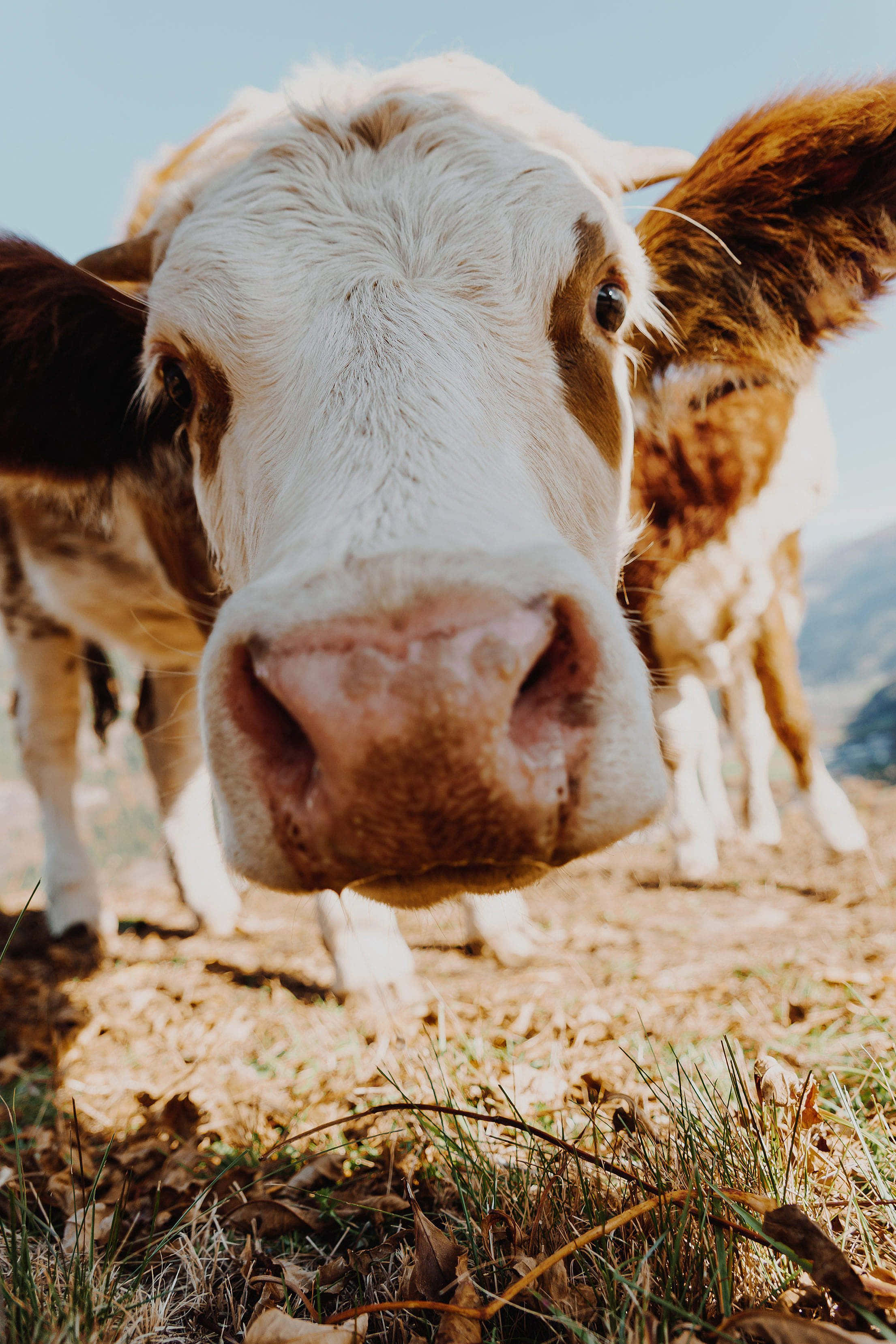 Brown Cow, sunlit field, blurred mountain background, 2K Phone Wallpaper