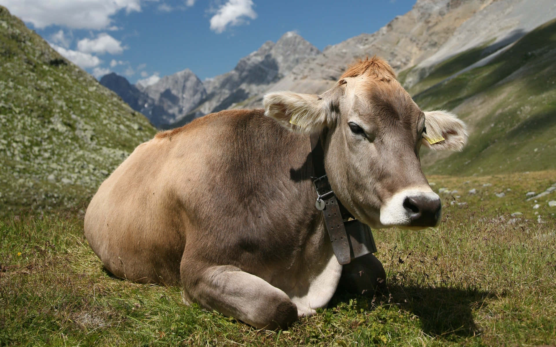 brown cow, sunlit grassy meadow, snow-capped mountains, Full HD Desktop Wallpaper