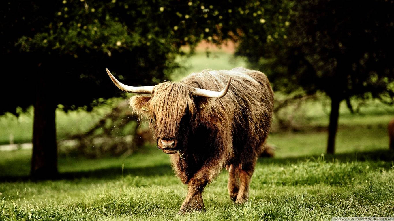 Highland cow, long shaggy fur, curved horns, HD Desktop Wallpaper