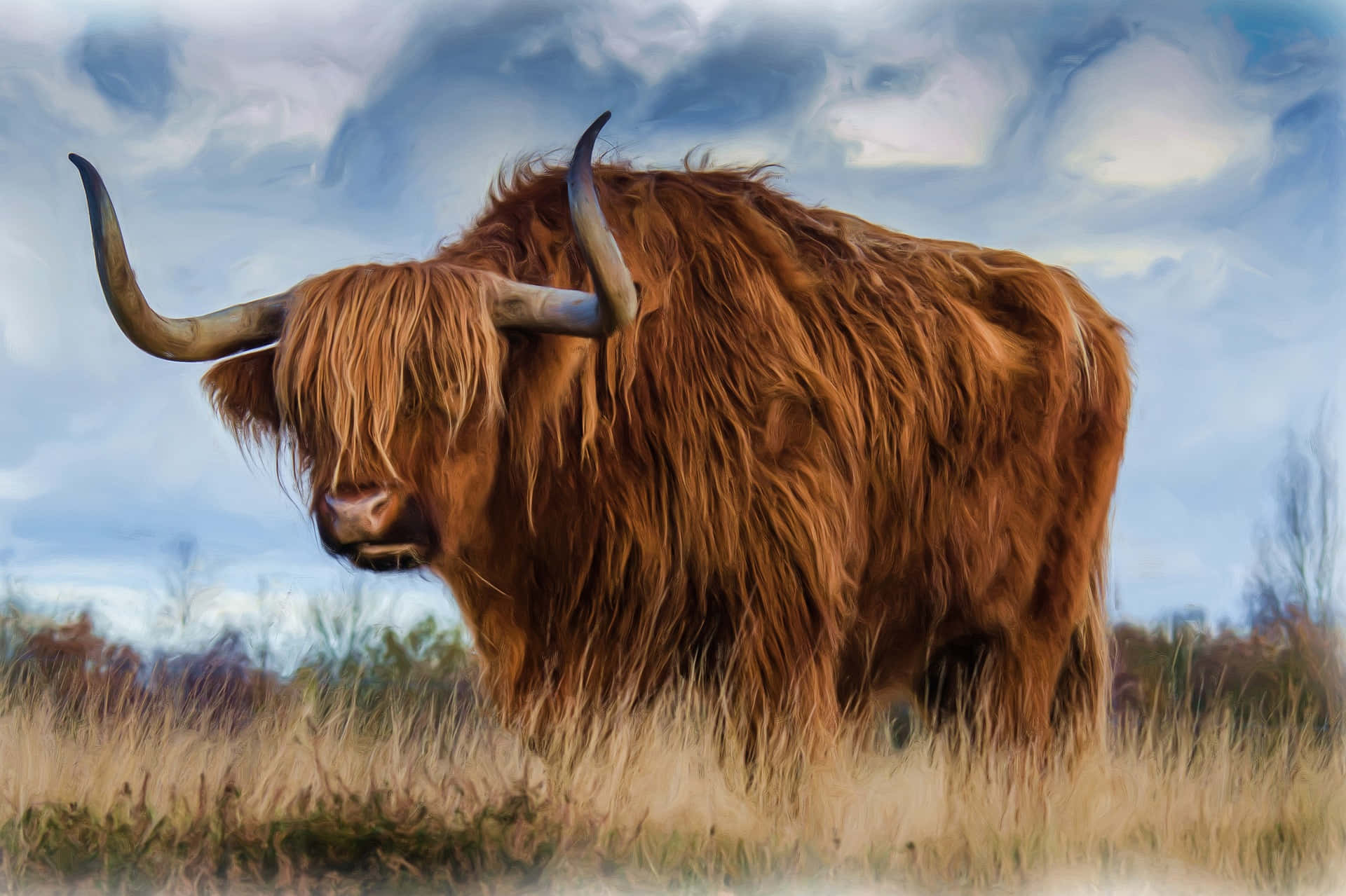 Brown Cow, Highland cow, long shaggy brown fur, Full HD Desktop Wallpaper