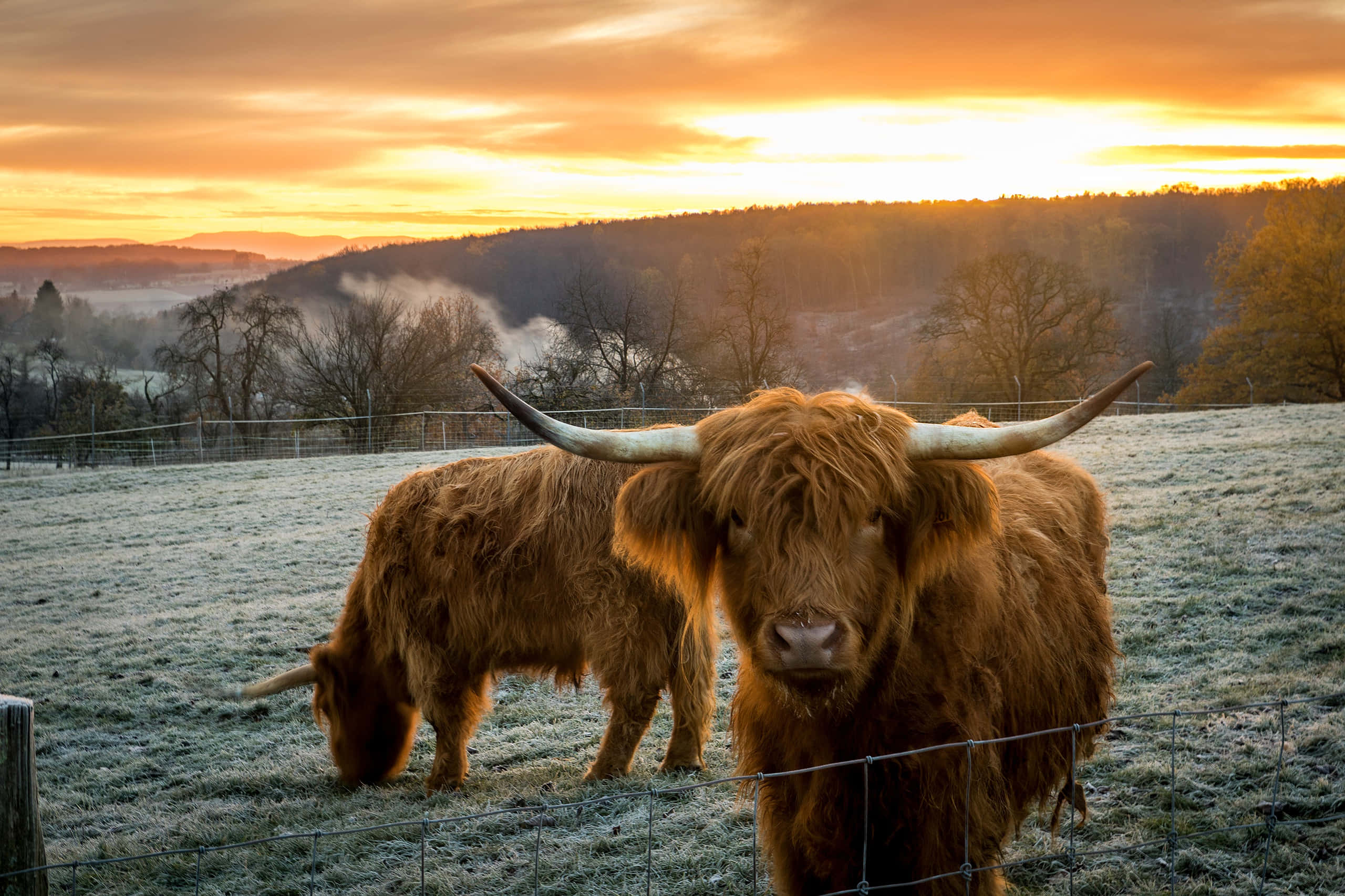 Brown Cow, Highland cattle, frosty field, 2K Desktop Wallpaper