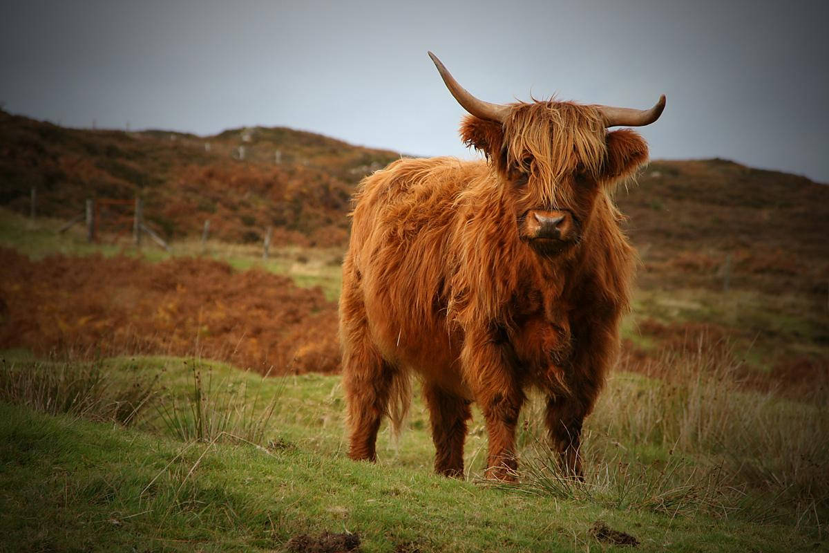 Highland cow, shaggy brown fur, curved horns, SD Desktop Wallpaper