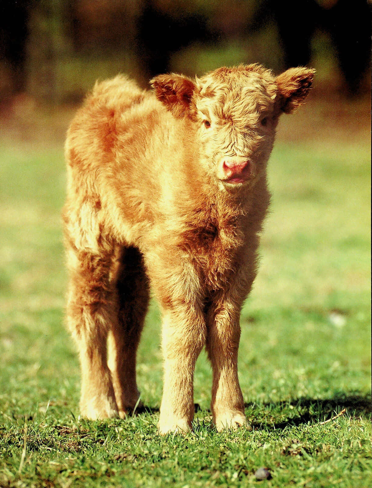 brown calf, green grass, soft sunlight, HD Phone Wallpaper