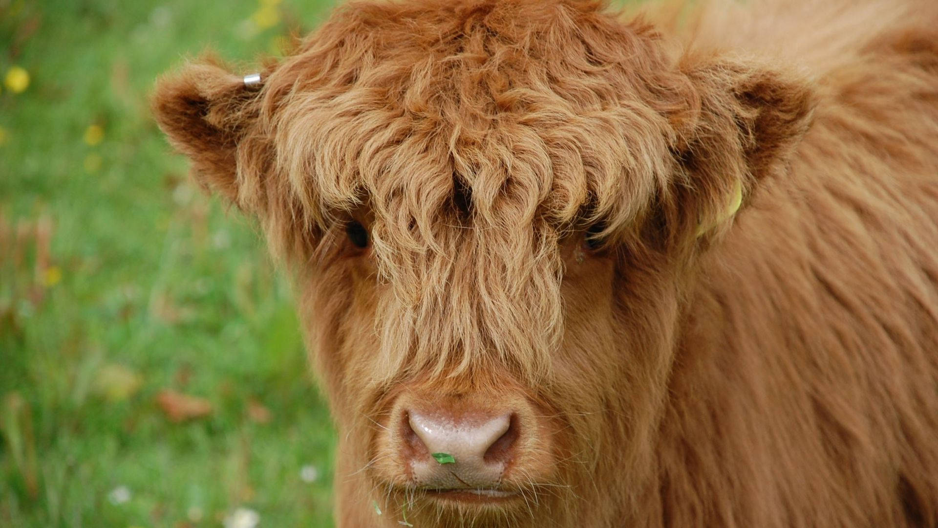 brown furry calf, fluffy brown Highland cow, shaggy hair, Full HD Desktop Wallpaper