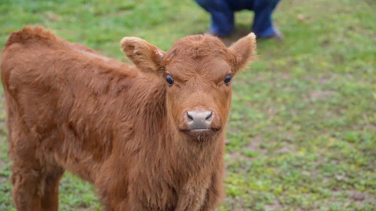 Brown Calf, grassy field, curious eyes, HD Desktop Wallpaper