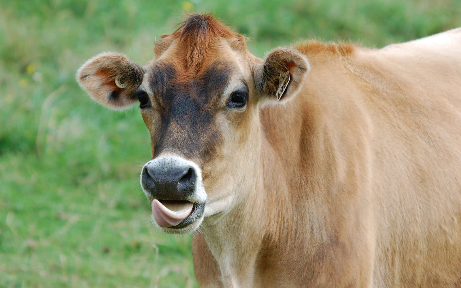 brown cow, black muzzle, green grassy field, Full HD Desktop Wallpaper