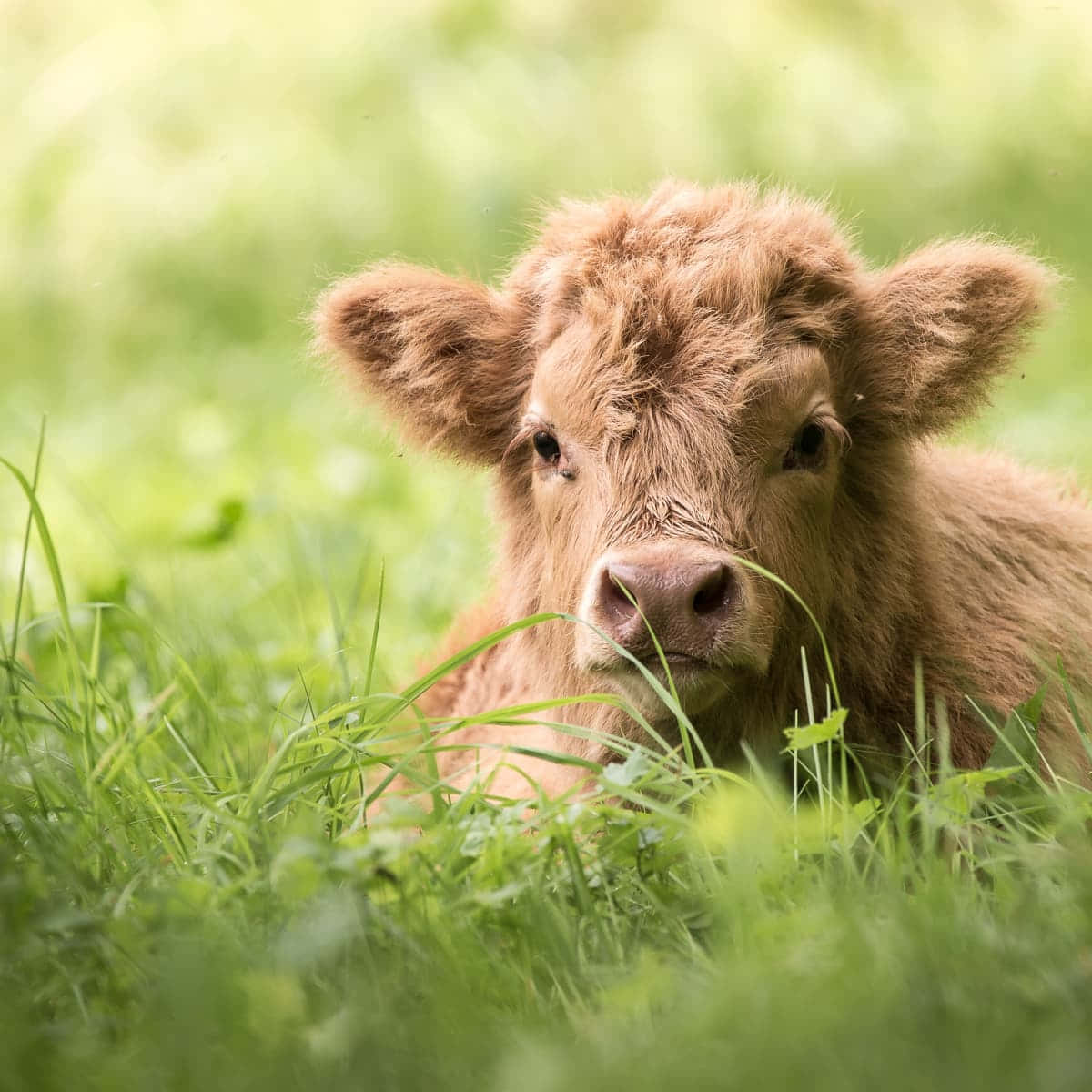 Highland Calfin Grass, fluffy brown calf, vibrant green grass, SD Desktop Wallpaper