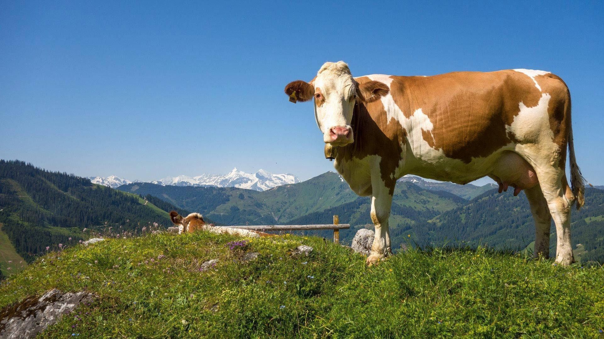 light brown cow, brown and white cow, sunlit grassy hillside, Full HD Desktop Wallpaper