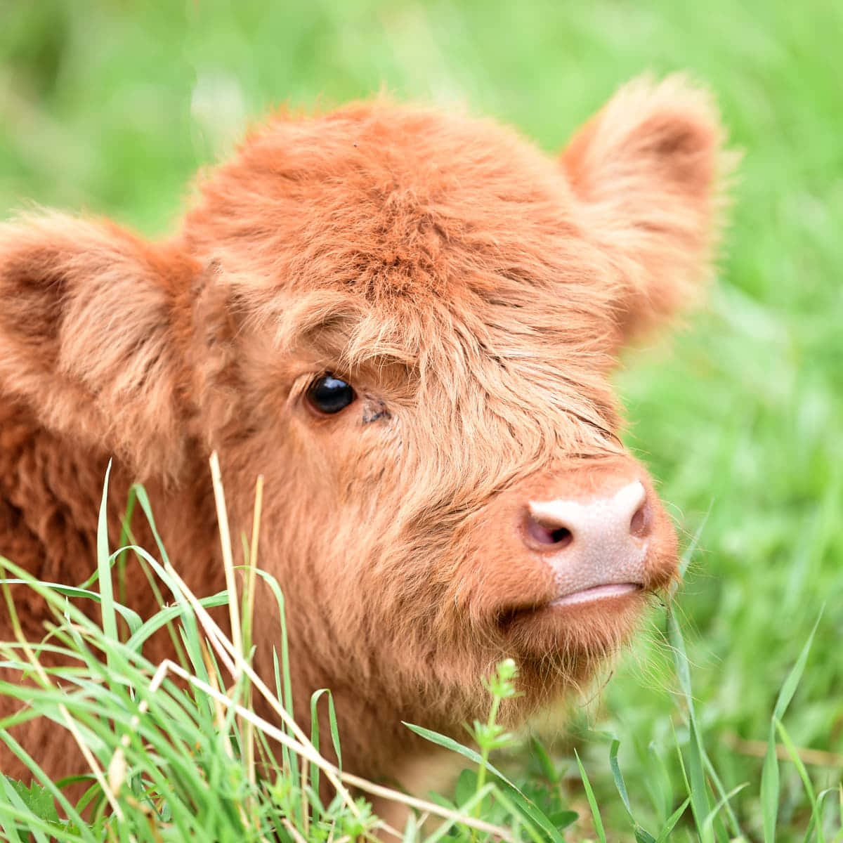 fluffy reddish-brown calf, vibrant green grass, soft focus background, SD Desktop Wallpaper