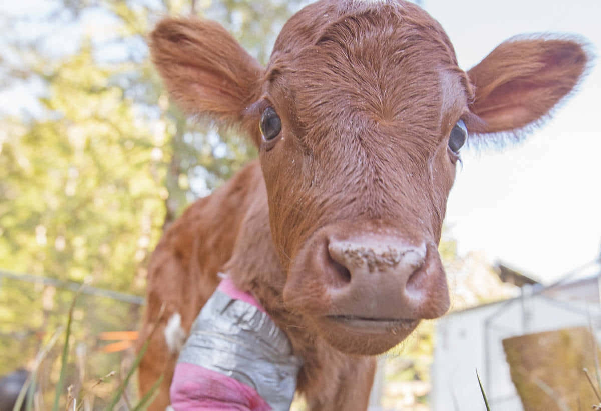 brown calf, large ears, pink and silver bandage, SD Desktop Wallpaper