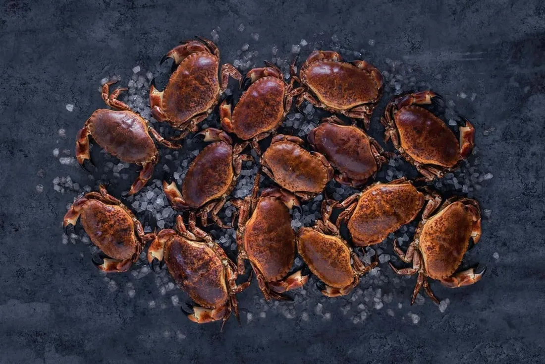 Brown Crab