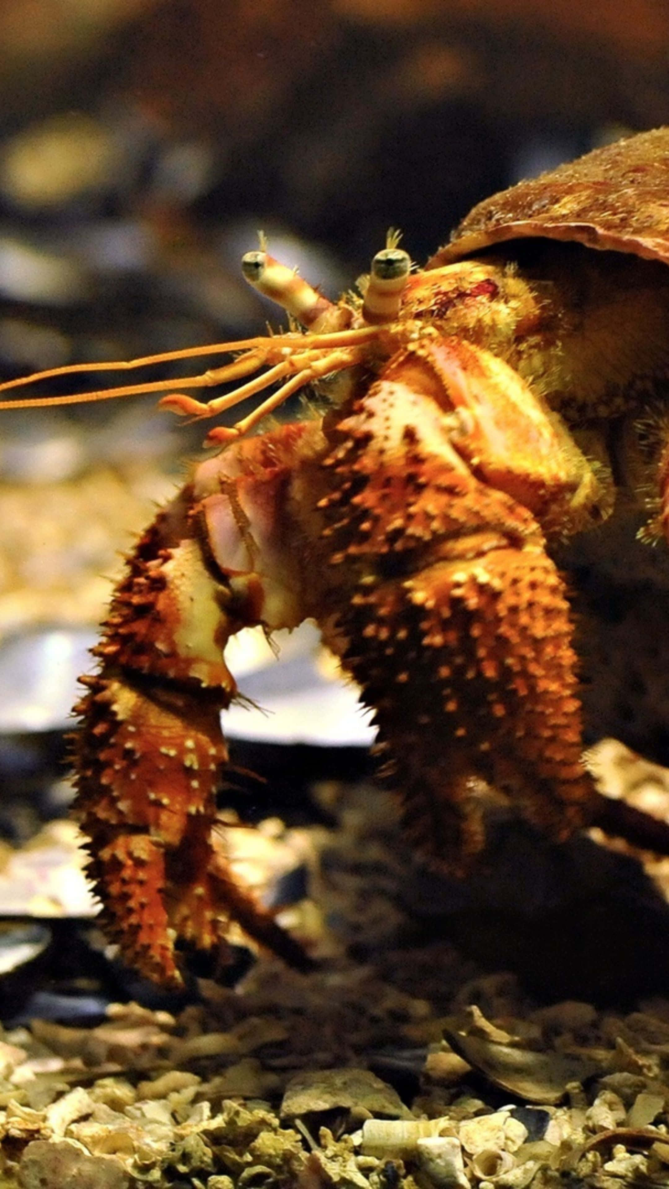 Brown Crab, spiky orange hermit crab, long antennae, 4K Phone Wallpaper