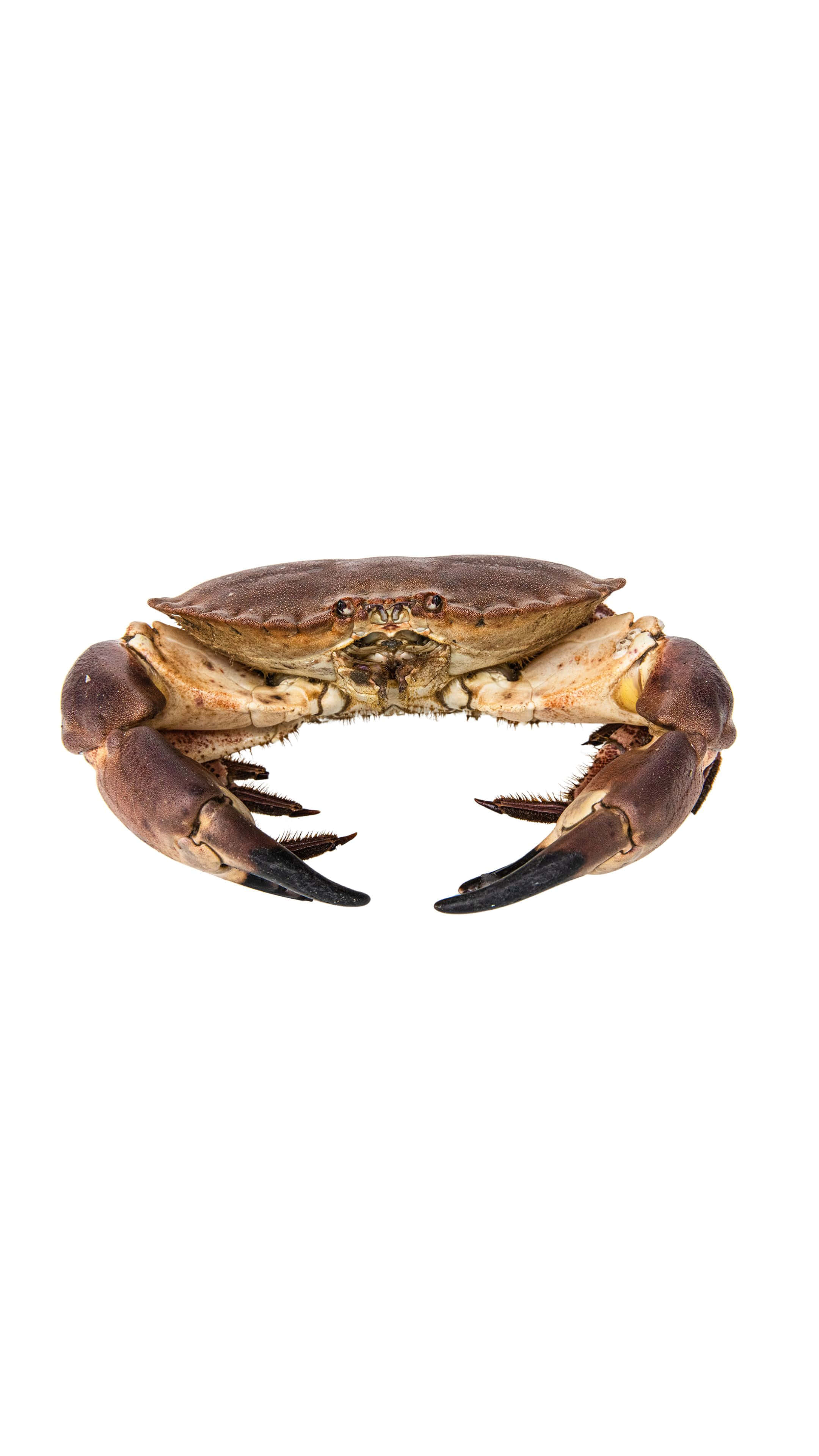 Brown Crab, white background, prominent claws, 4K Phone Wallpaper