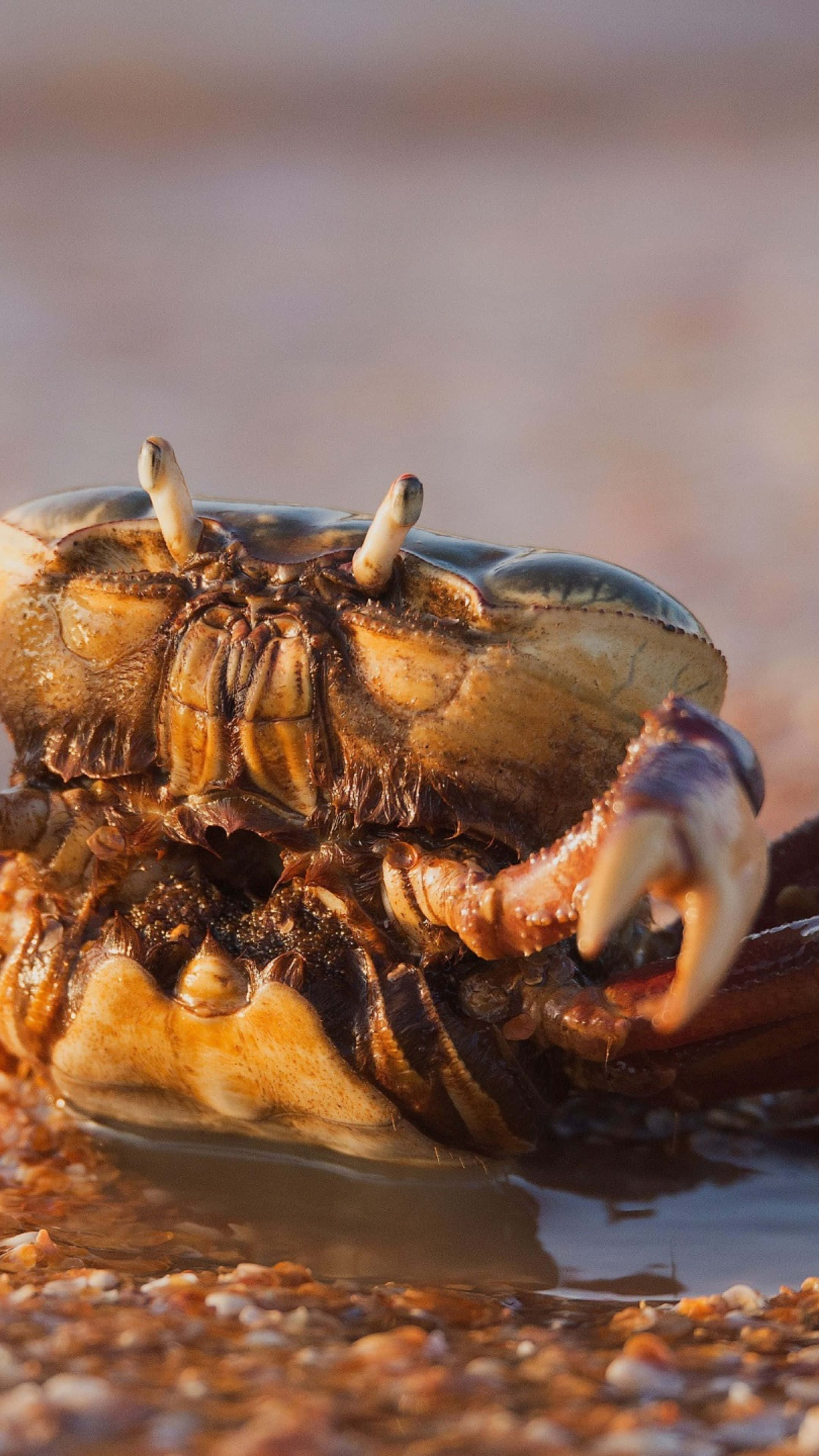 Brown Crab, beach, sunset, 4K Phone Wallpaper