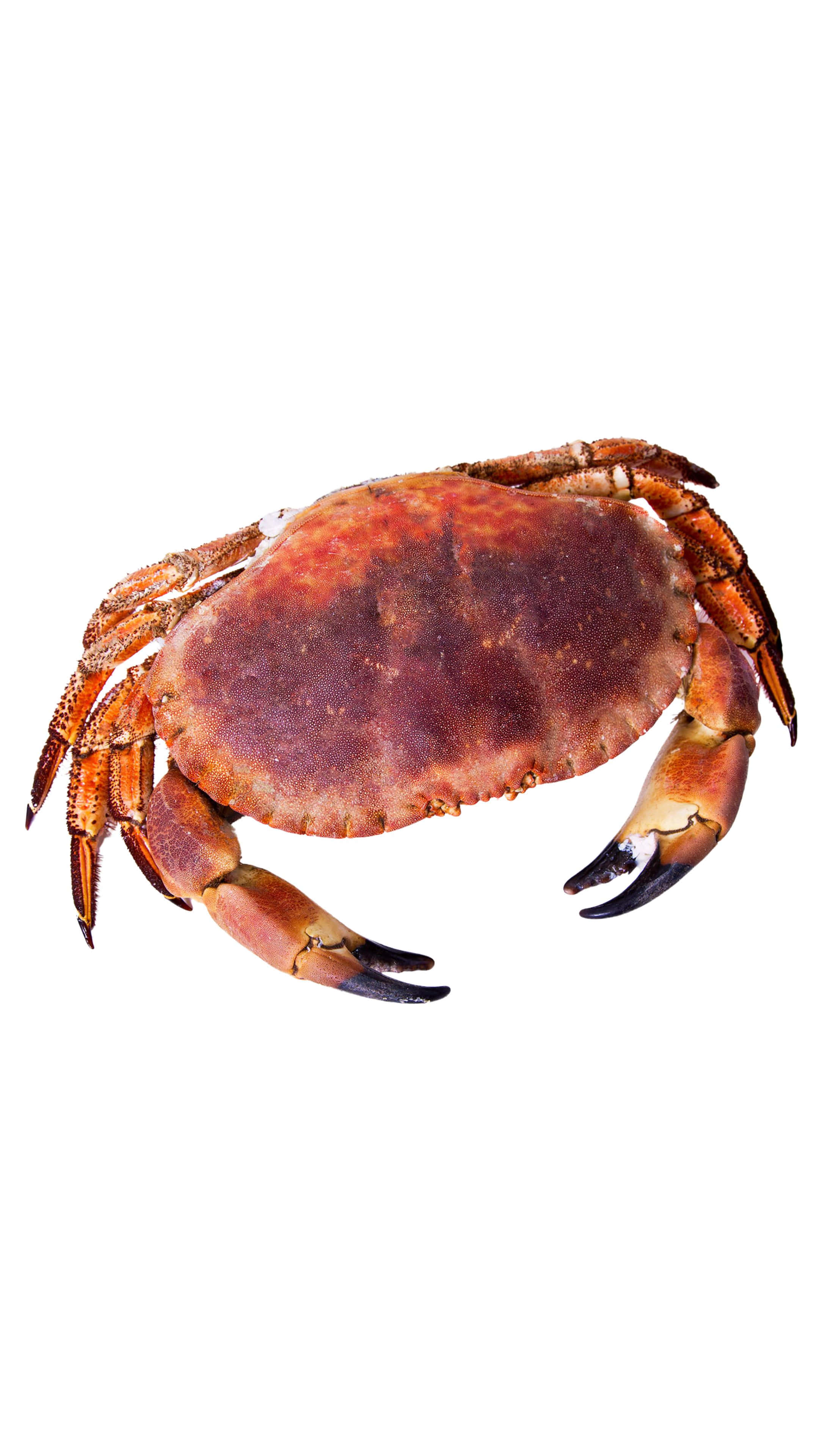 Brown Crab, reddish brown shell, black-tipped claws, 4K Phone Wallpaper