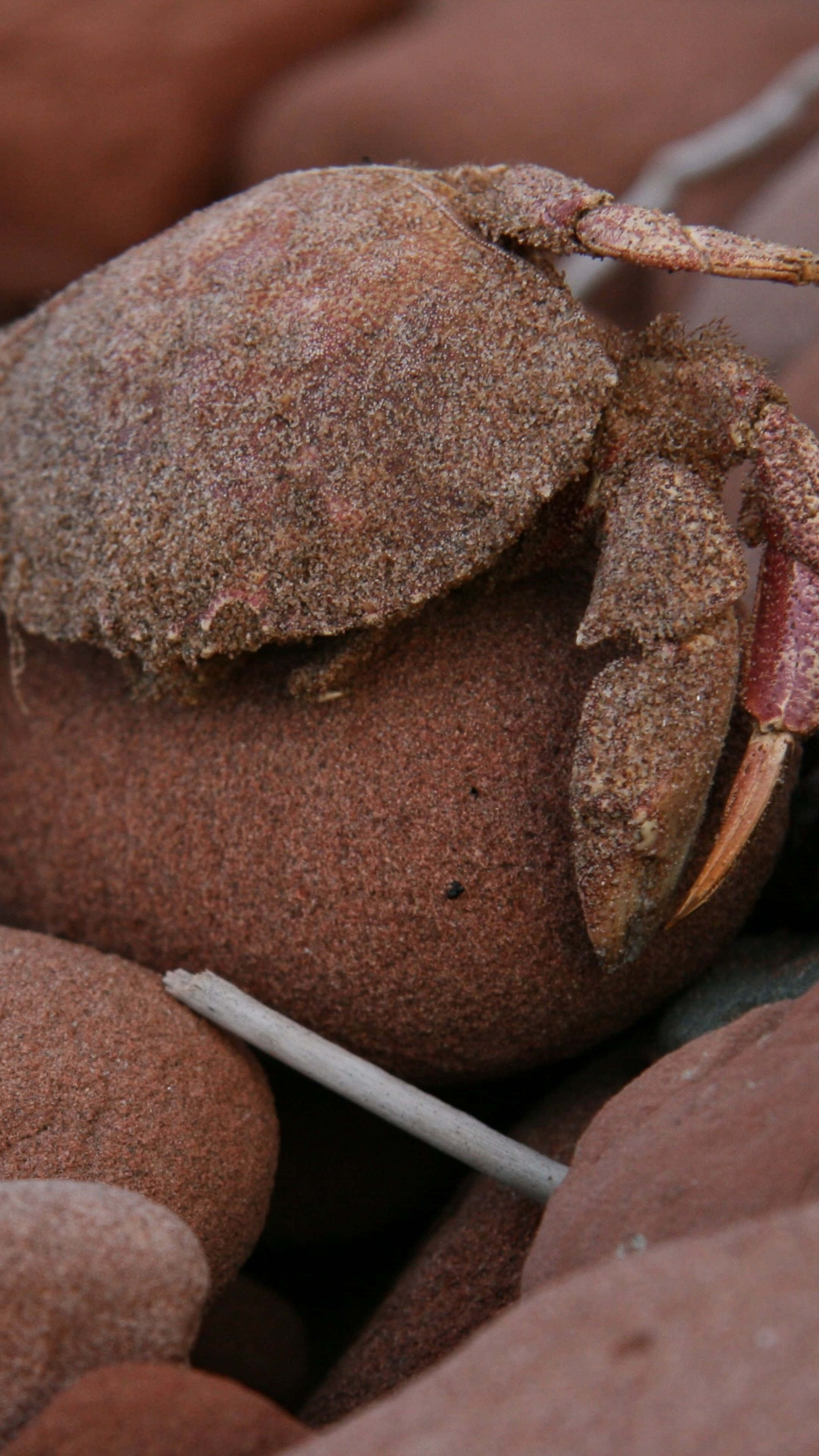 Brown Crab, reddish rounded stones, beach, 4K Phone Wallpaper