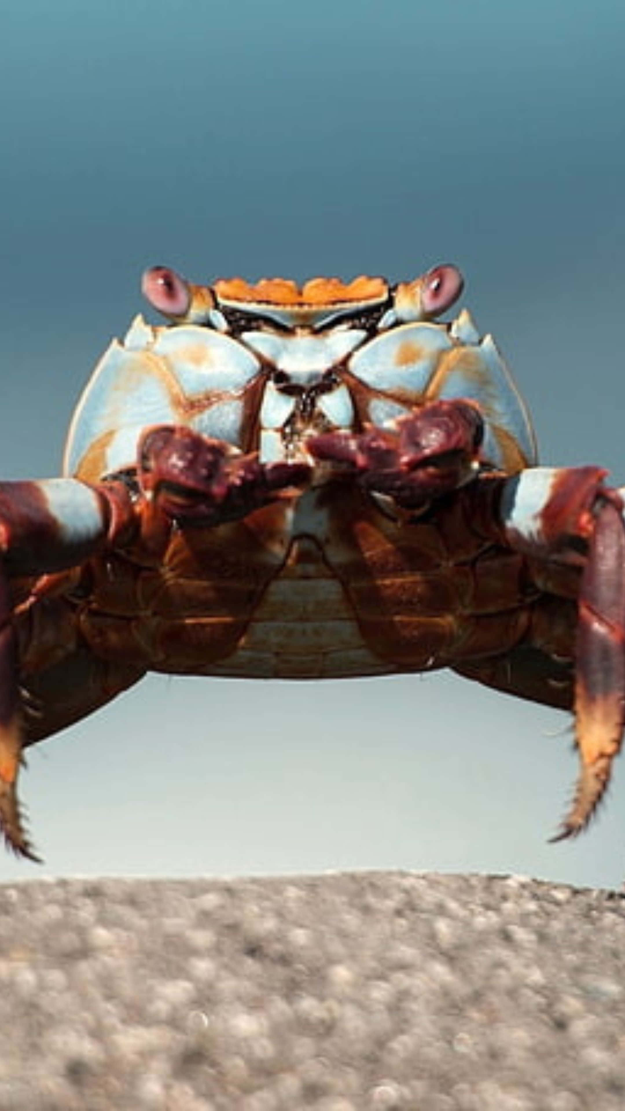 Brown Crab, blue and orange crab, textured rock, 4K Phone Wallpaper