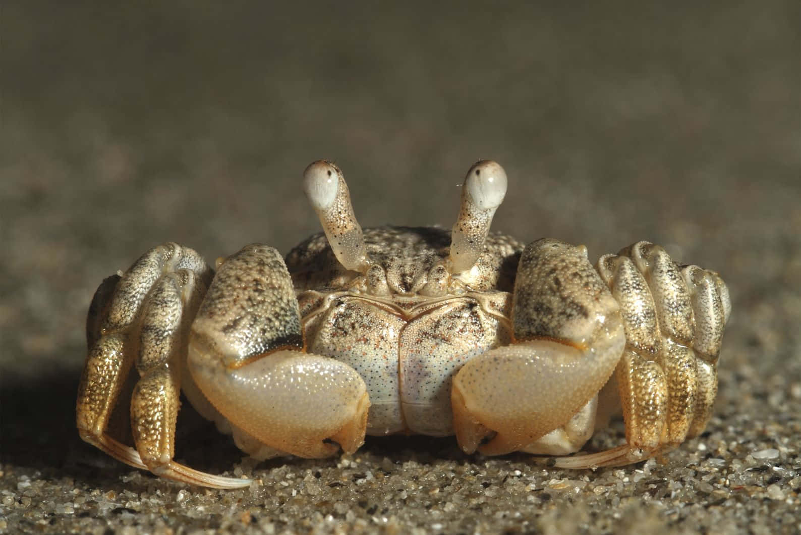 Brown Crab, speckled beige and brown shell, large white eyes, HD Desktop Wallpaper
