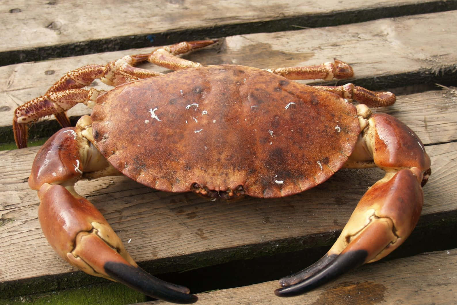 Brown Crab, wooden planks, weathered, HD Desktop Wallpaper