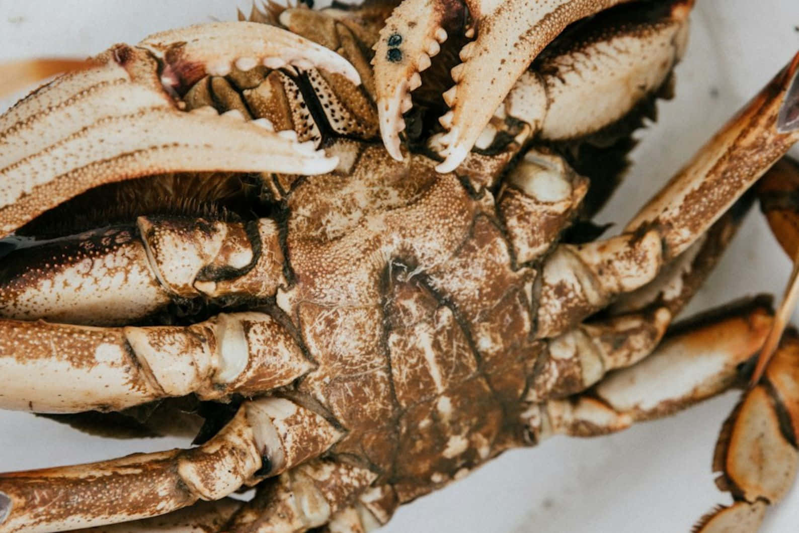 Brown Crab, textured brown and white shell, powerful claws, HD Desktop Wallpaper