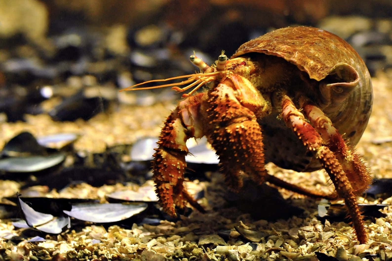 Brown Crab, gravelly seabed, mussel shells, HD Desktop Wallpaper