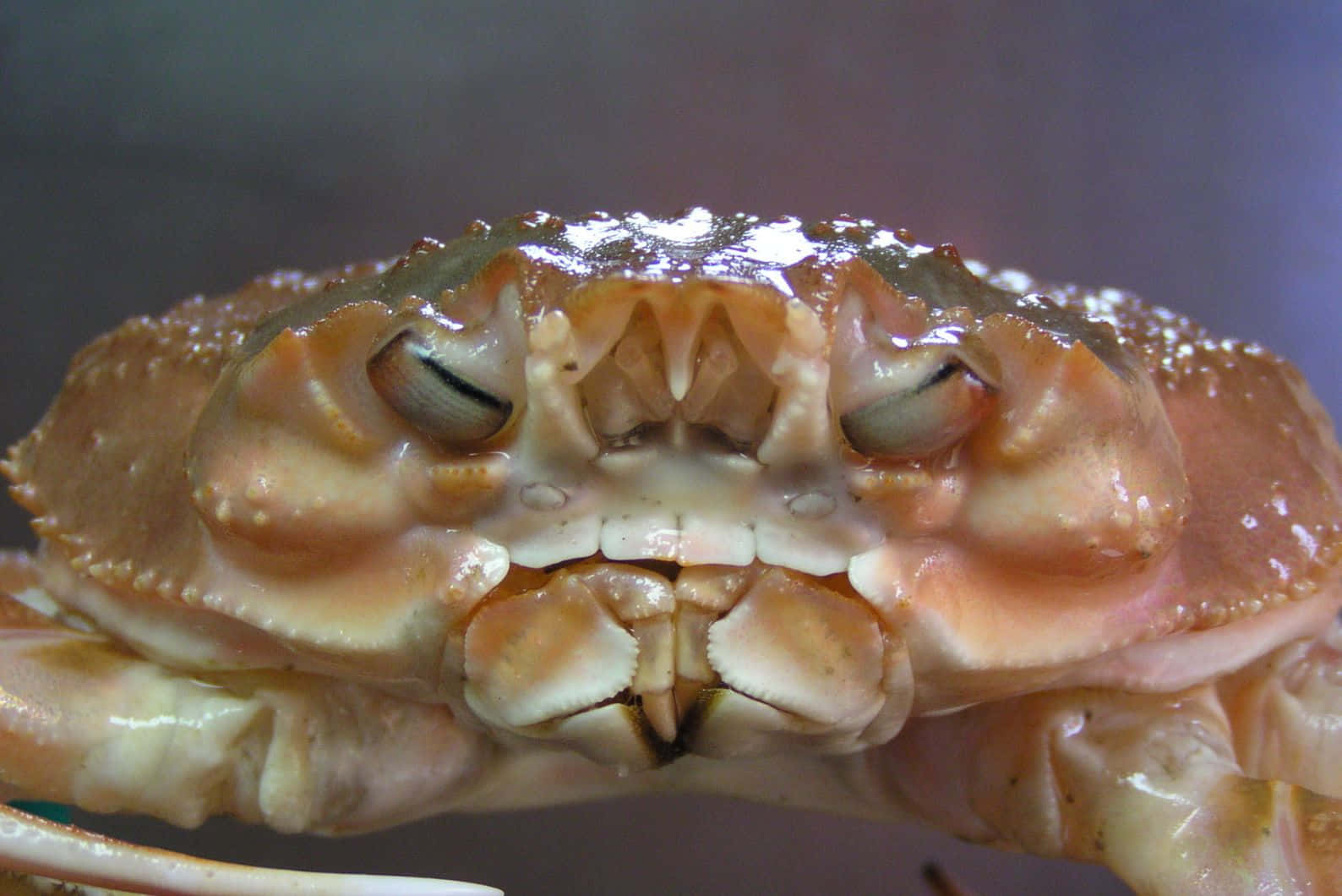 Brown Crab, eyes, chelae, HD Desktop Wallpaper