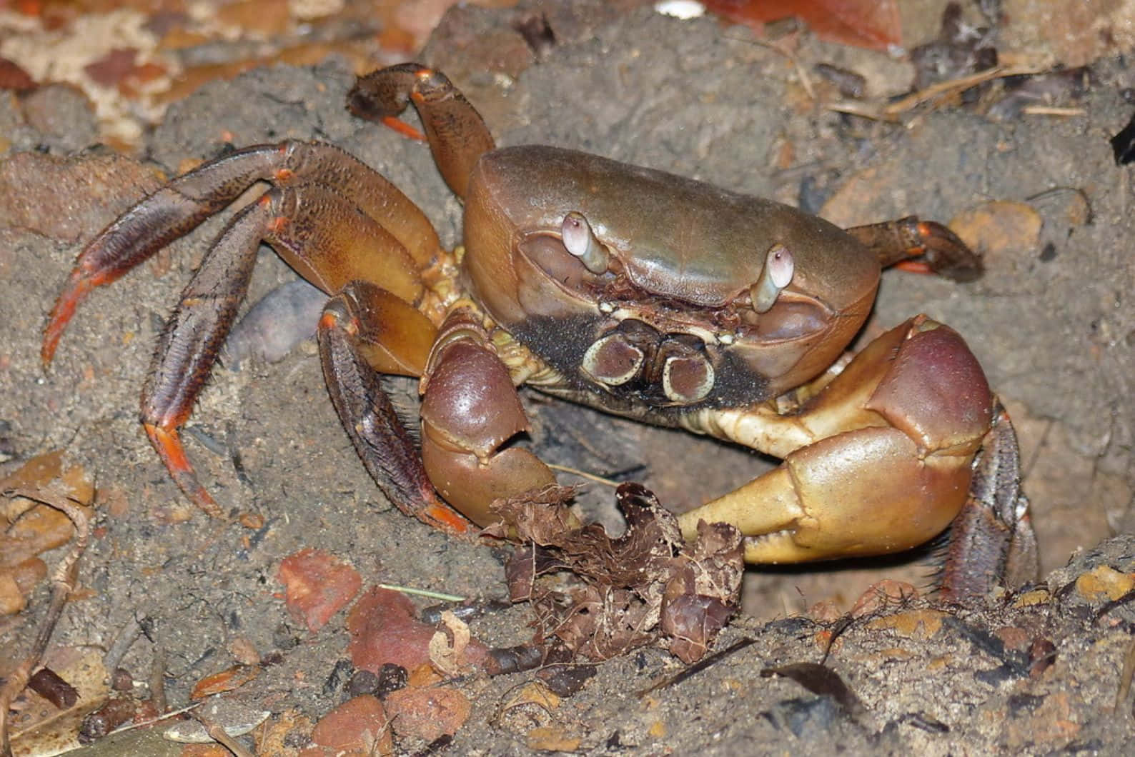 Brown Crab, orange-tipped claws, muddy ground, HD Desktop Wallpaper