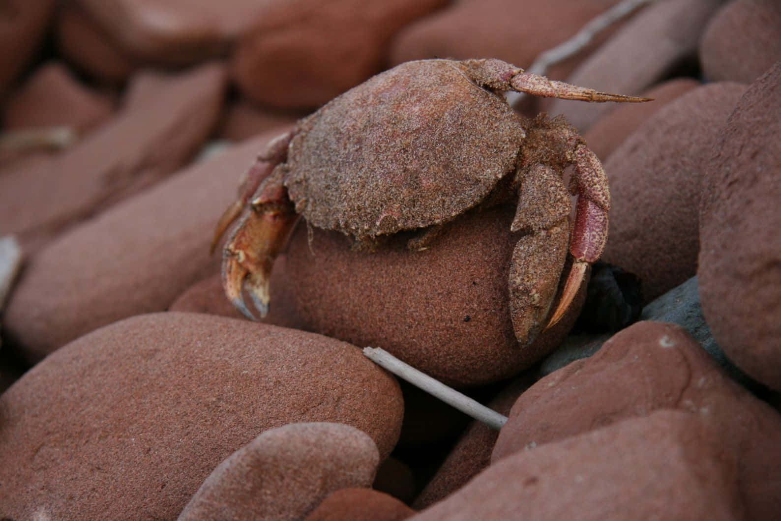 Brown Crab, sandy brown shell, reddish claws, HD Desktop Wallpaper