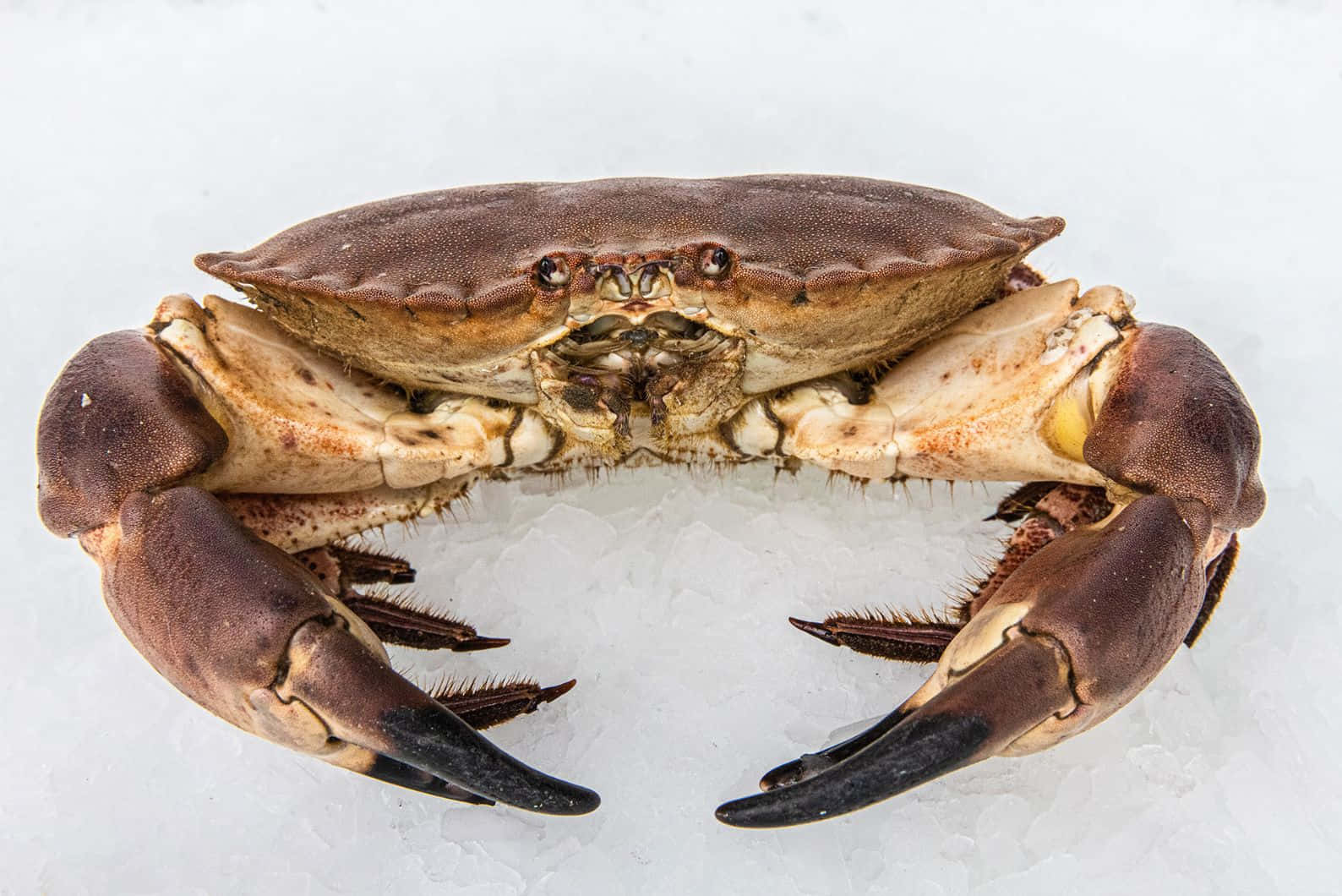 Brown Crab, crushed ice, white background, HD Desktop Wallpaper