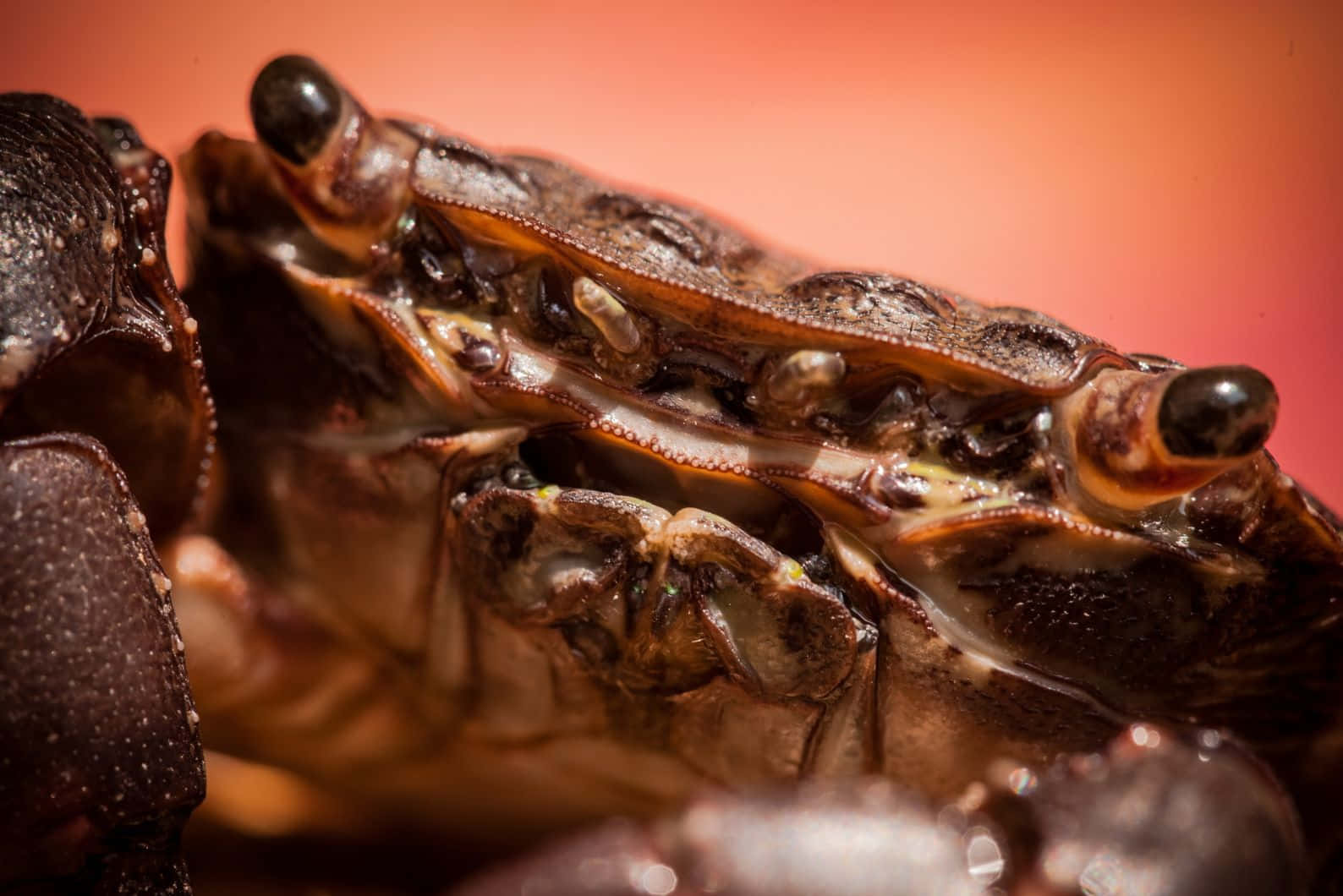 Brown Crab, textured carapace, black eyes, HD Desktop Wallpaper