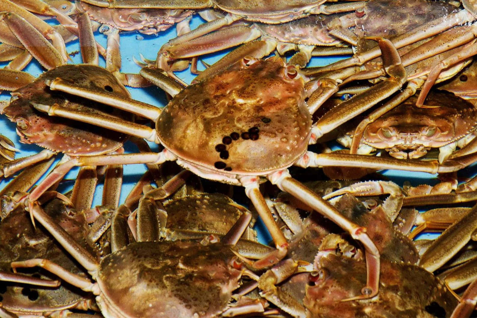 Brown Crabs, spiky legs, spotted shells, HD Desktop Wallpaper