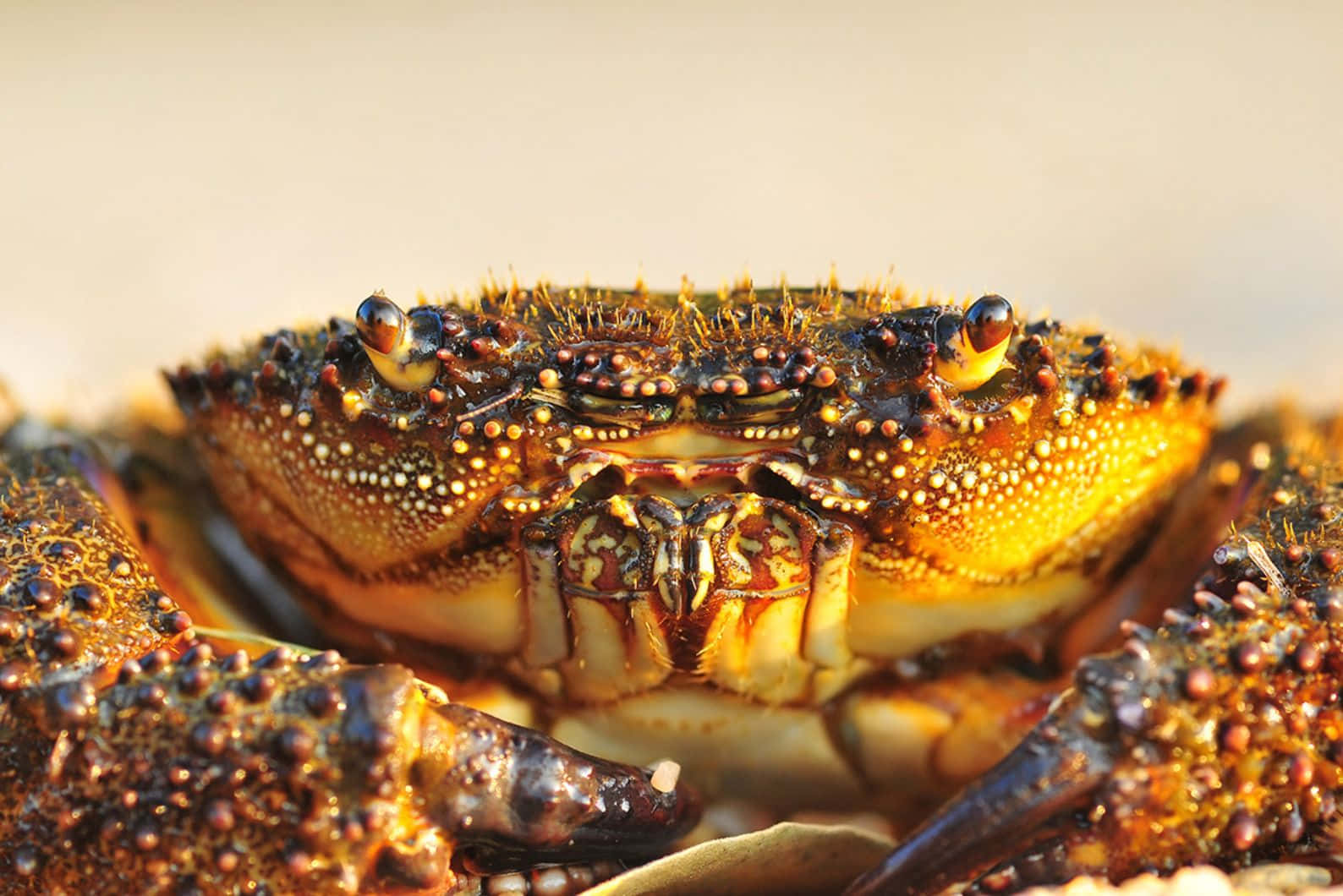 Brown Crab, spiny crab, textured shell, HD Desktop Wallpaper