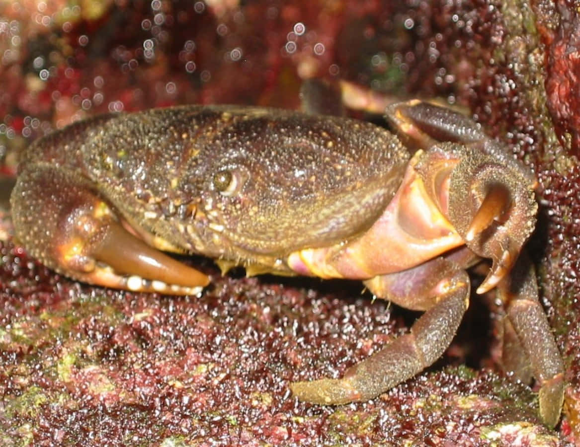 Brown Crab, rocky surface, wet, SD Desktop Wallpaper