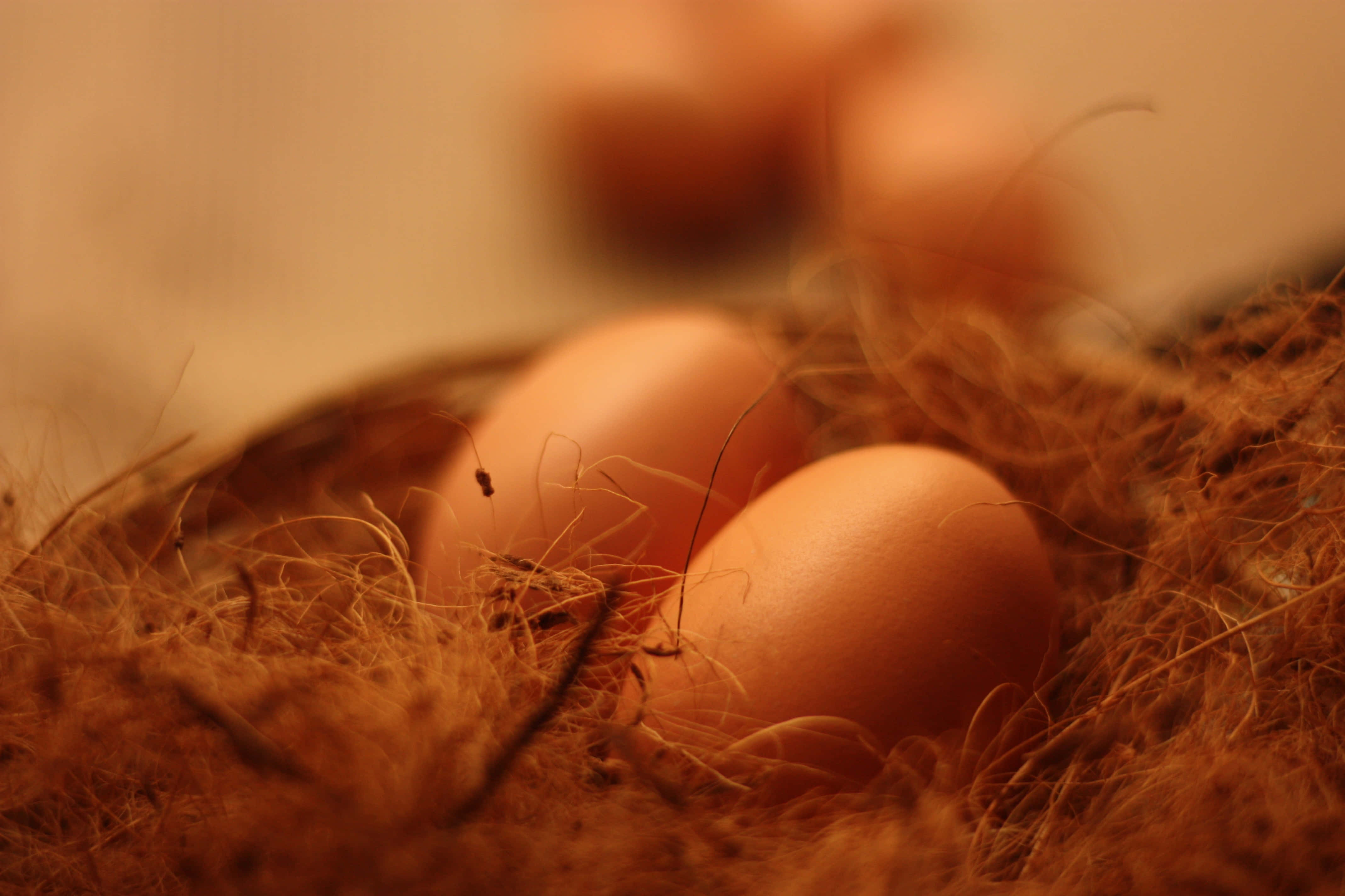 Brown Eggs, tray, soft fibrous nesting material, 4K Desktop Wallpaper