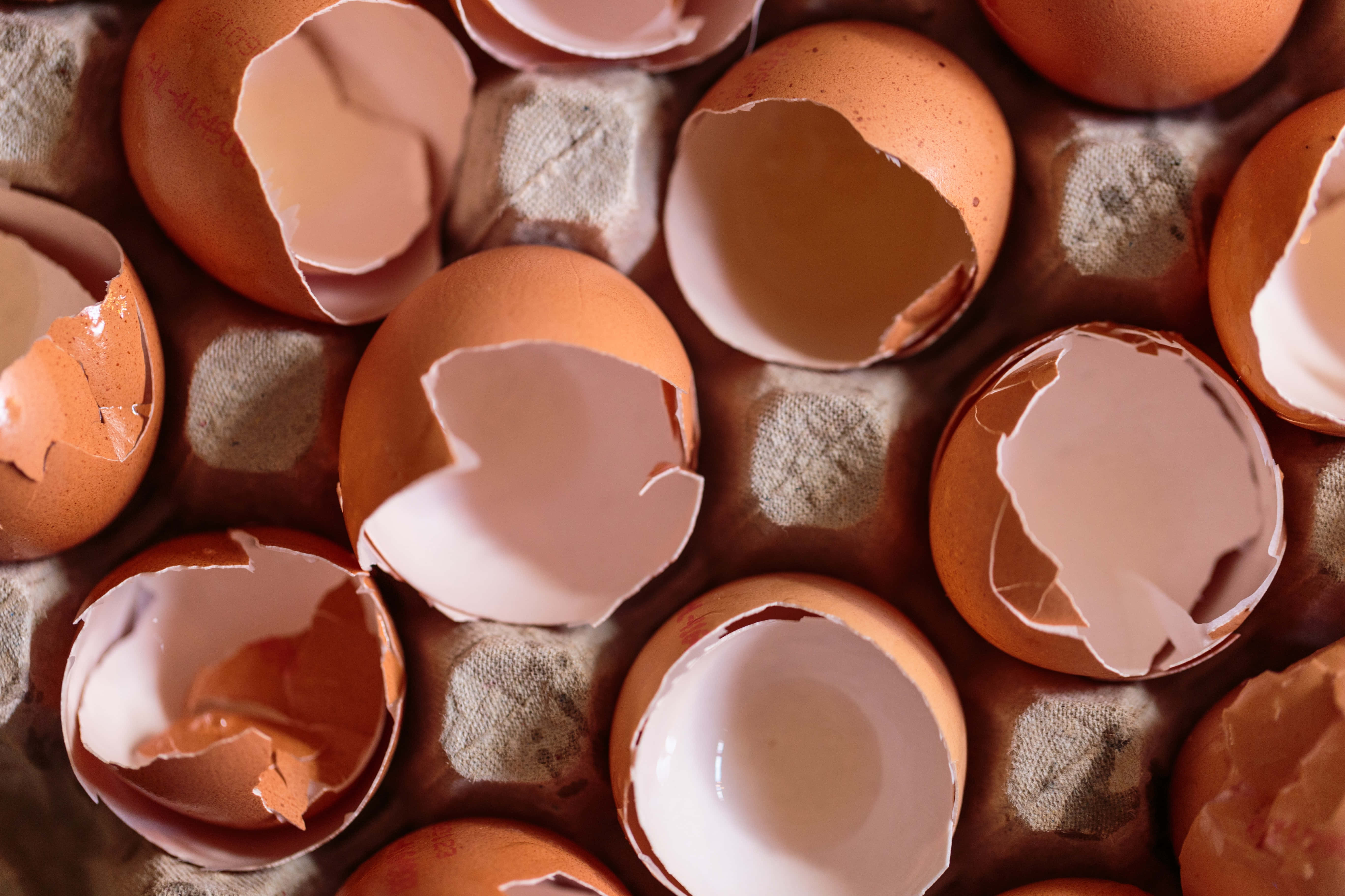 brown eggs, broken brown eggshells, textured cardboard egg carton, 5K Desktop Wallpaper