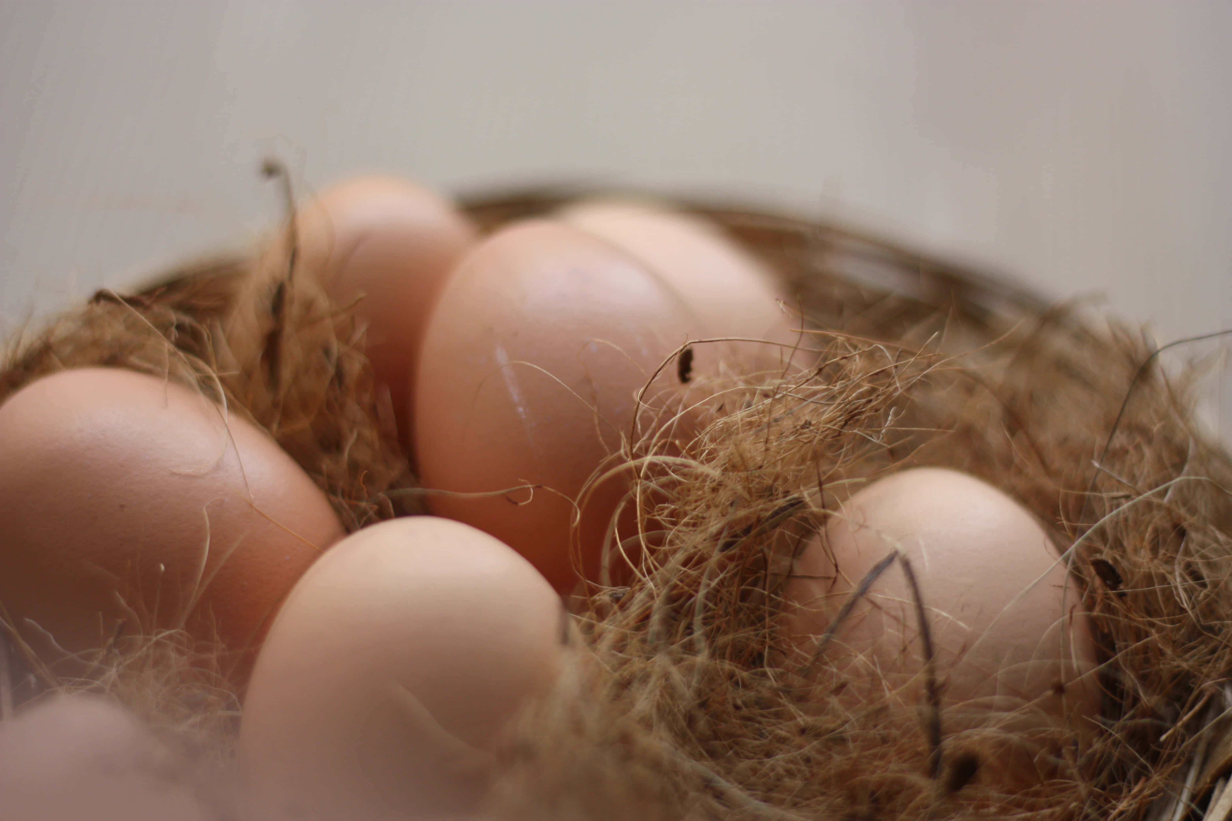 brown eggs, dried grass, twigs, 4K Desktop Wallpaper