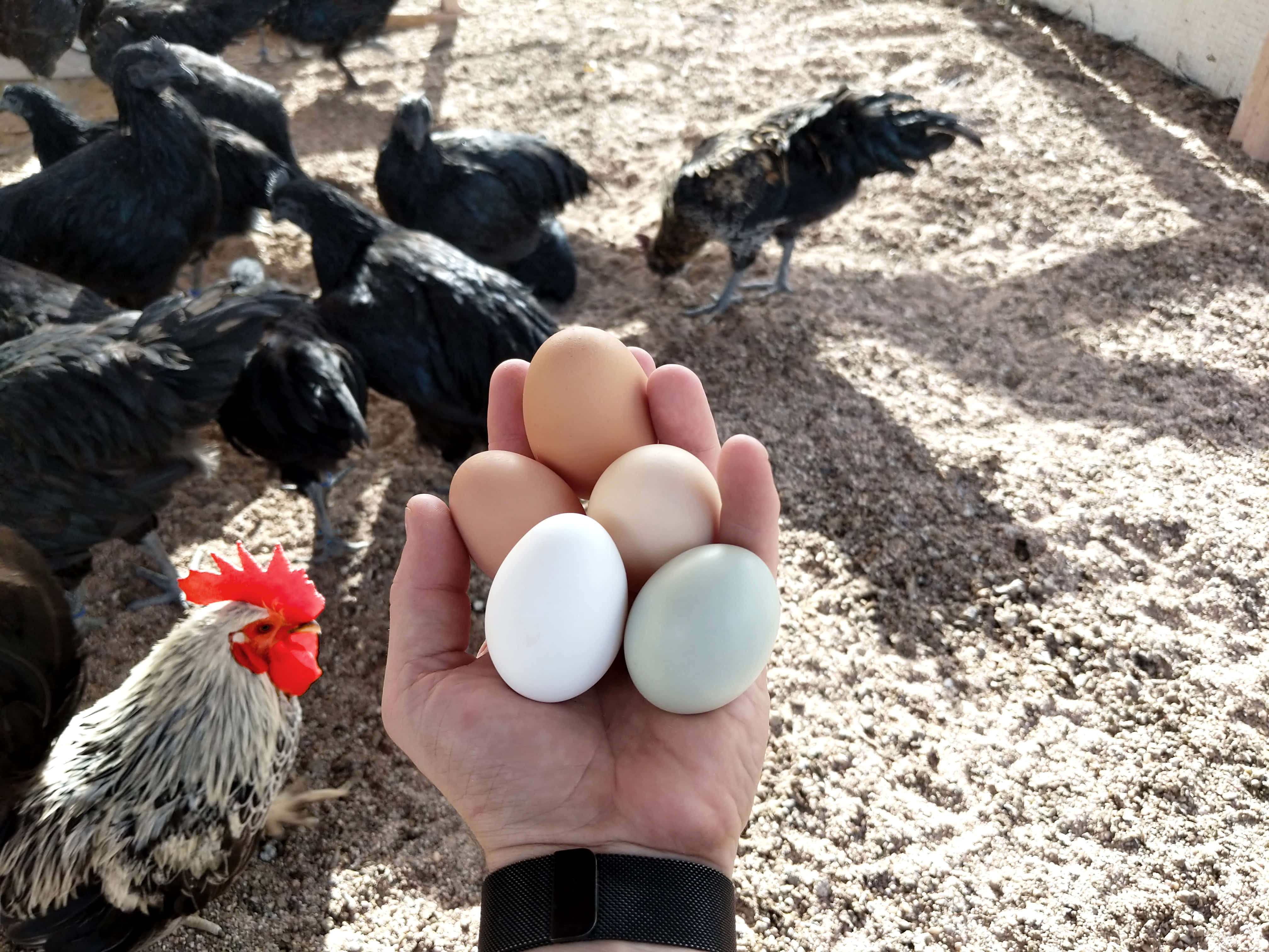 brown eggs, rustic table, black chickens, 4K Desktop Wallpaper