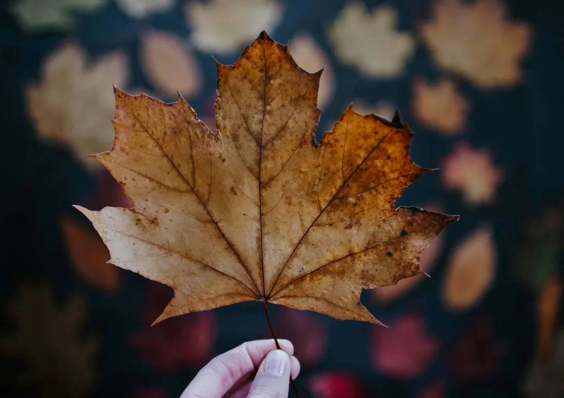 Brown Fall Aesthetic