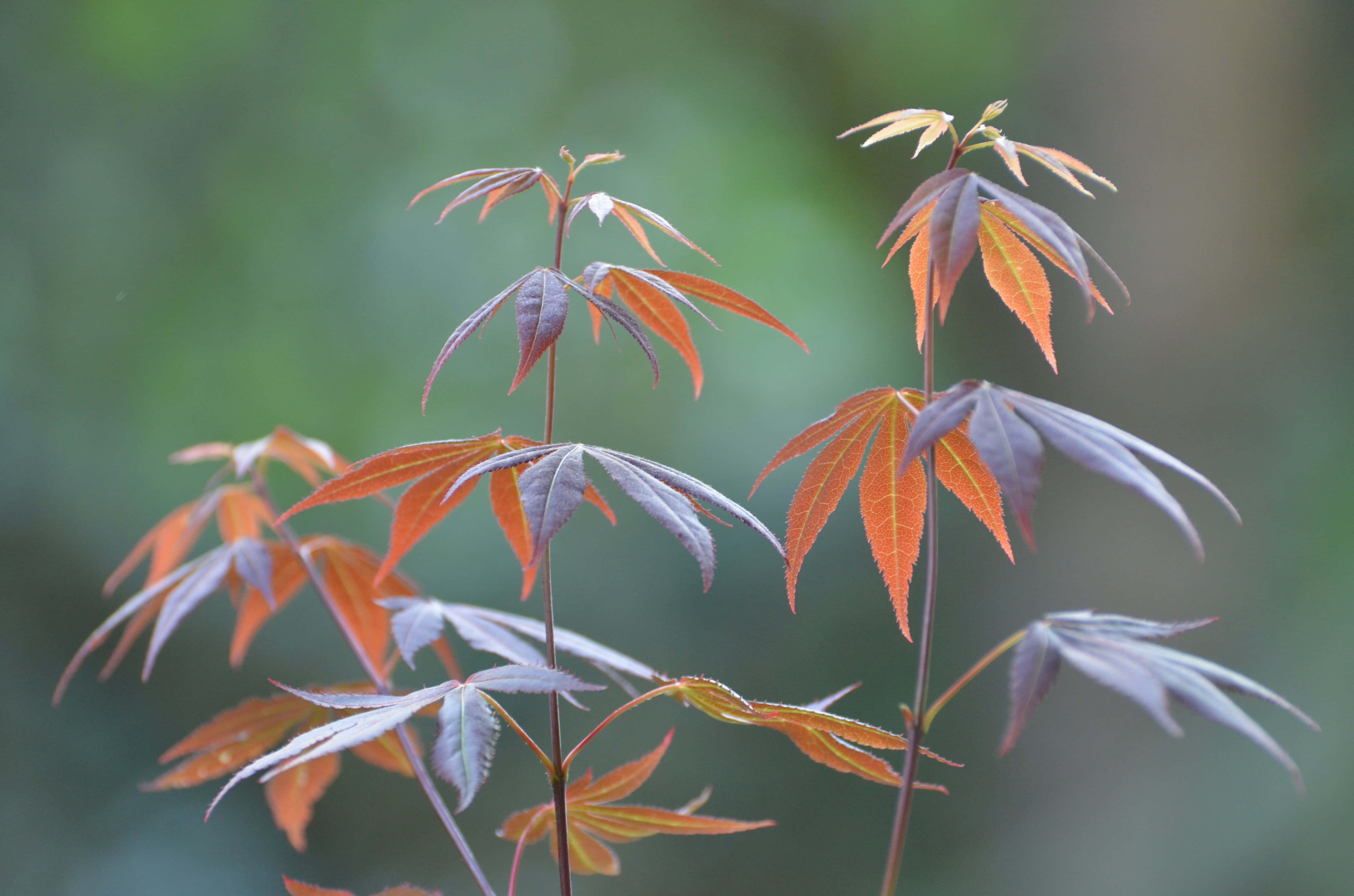 maple saplings, vibrant orange, purple leaves, 4K Desktop Wallpaper