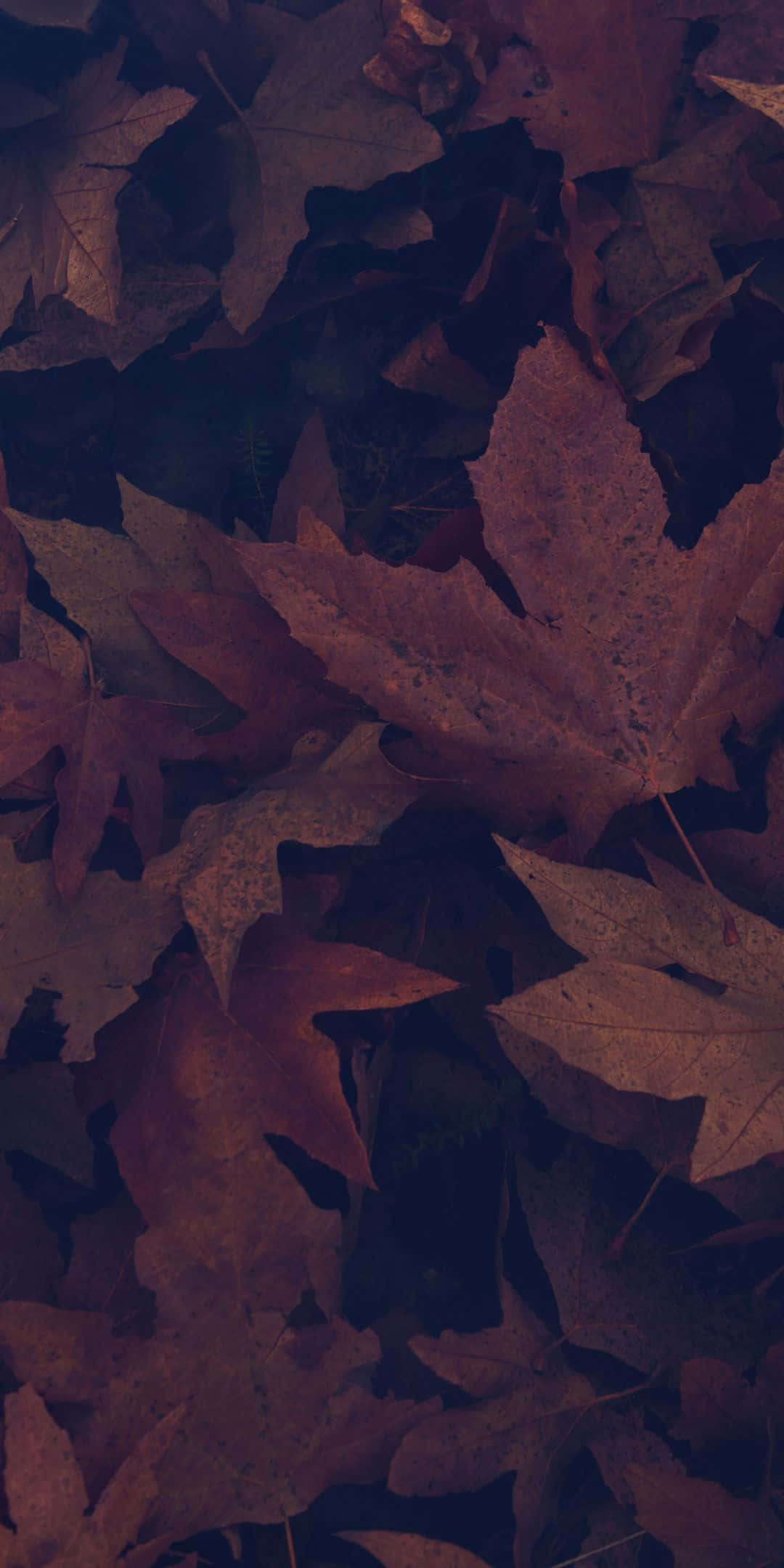 autumn leaves, deep burgundy, muted orange, Full HD Phone Wallpaper
