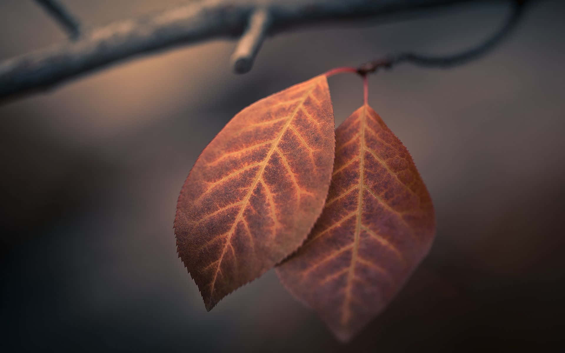 amber leaves, intricate veins, bare branch, Full HD Desktop Wallpaper