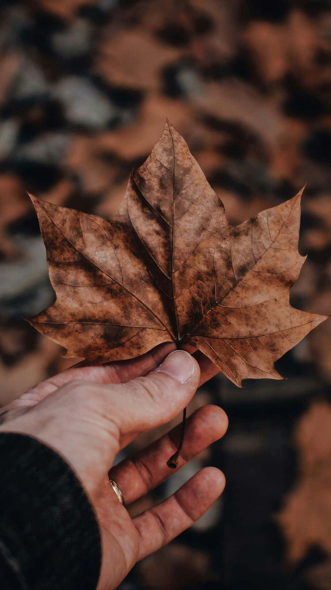 brown maple leaf, autumn forest floor, crisp brown, Full HD Phone Wallpaper