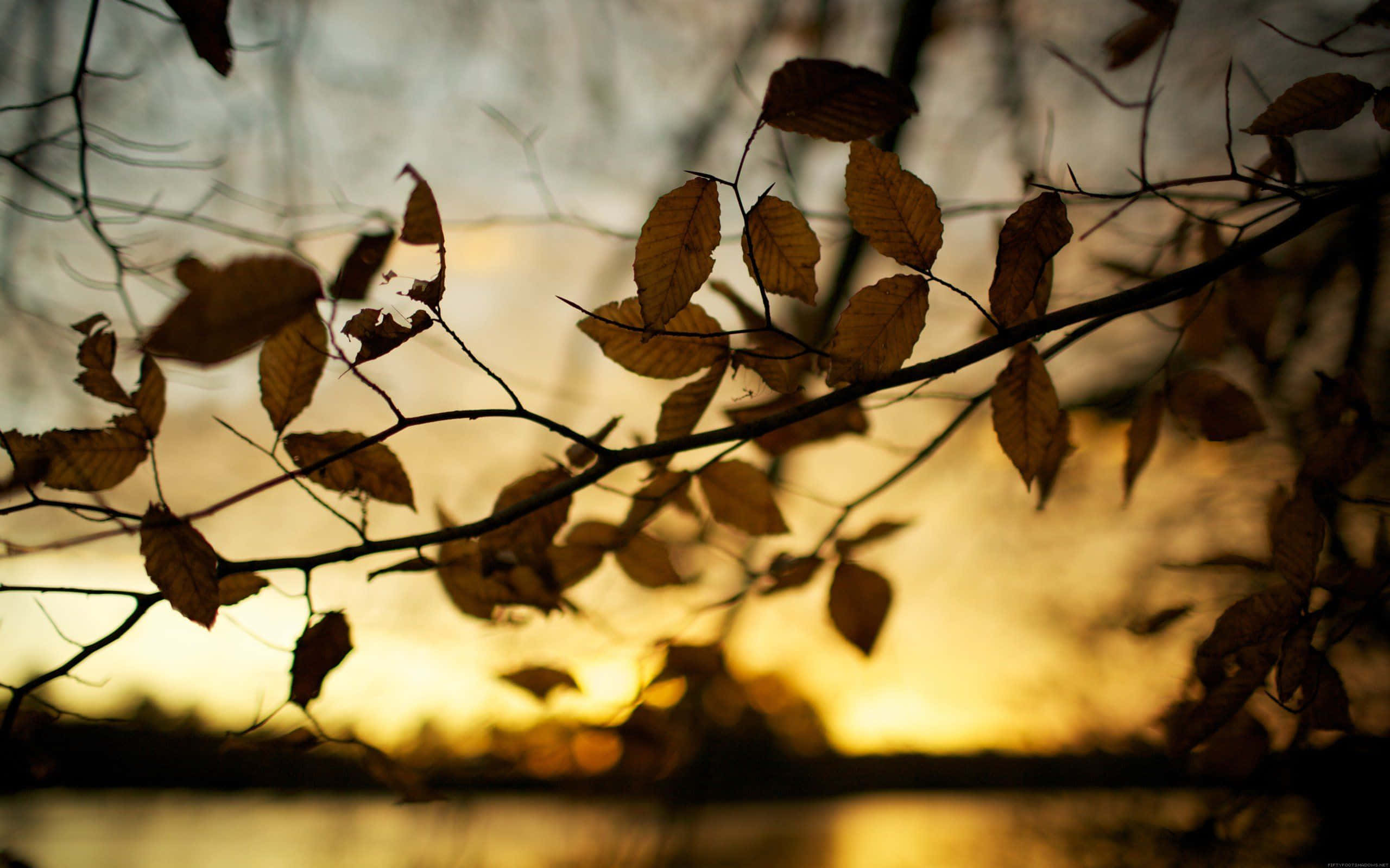 brown autumn, autumn leaves, bare branches, 2K Desktop Wallpaper