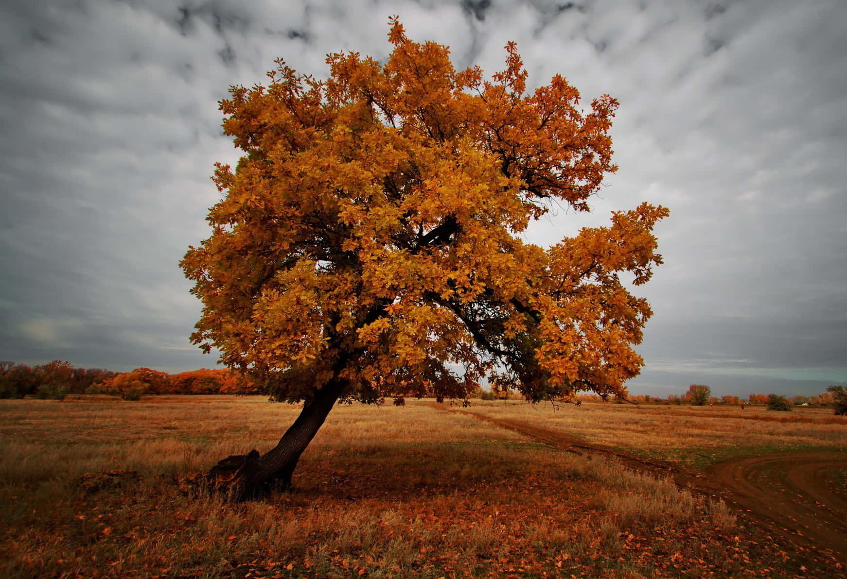 brown autumn, golden tree, autumn field, HD Desktop Wallpaper