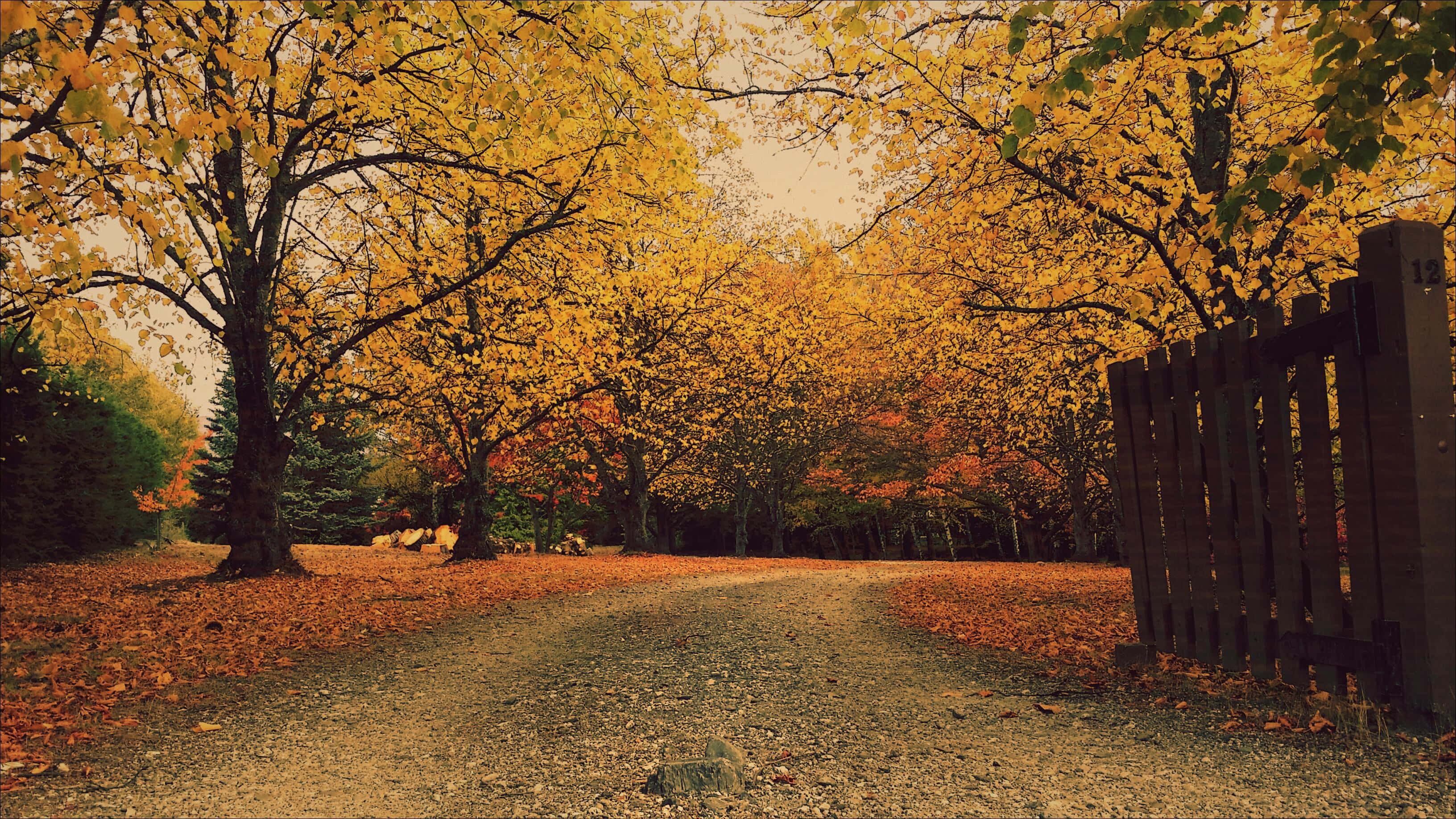 brown autumn, gravel path, autumn forest, 2K Desktop Wallpaper