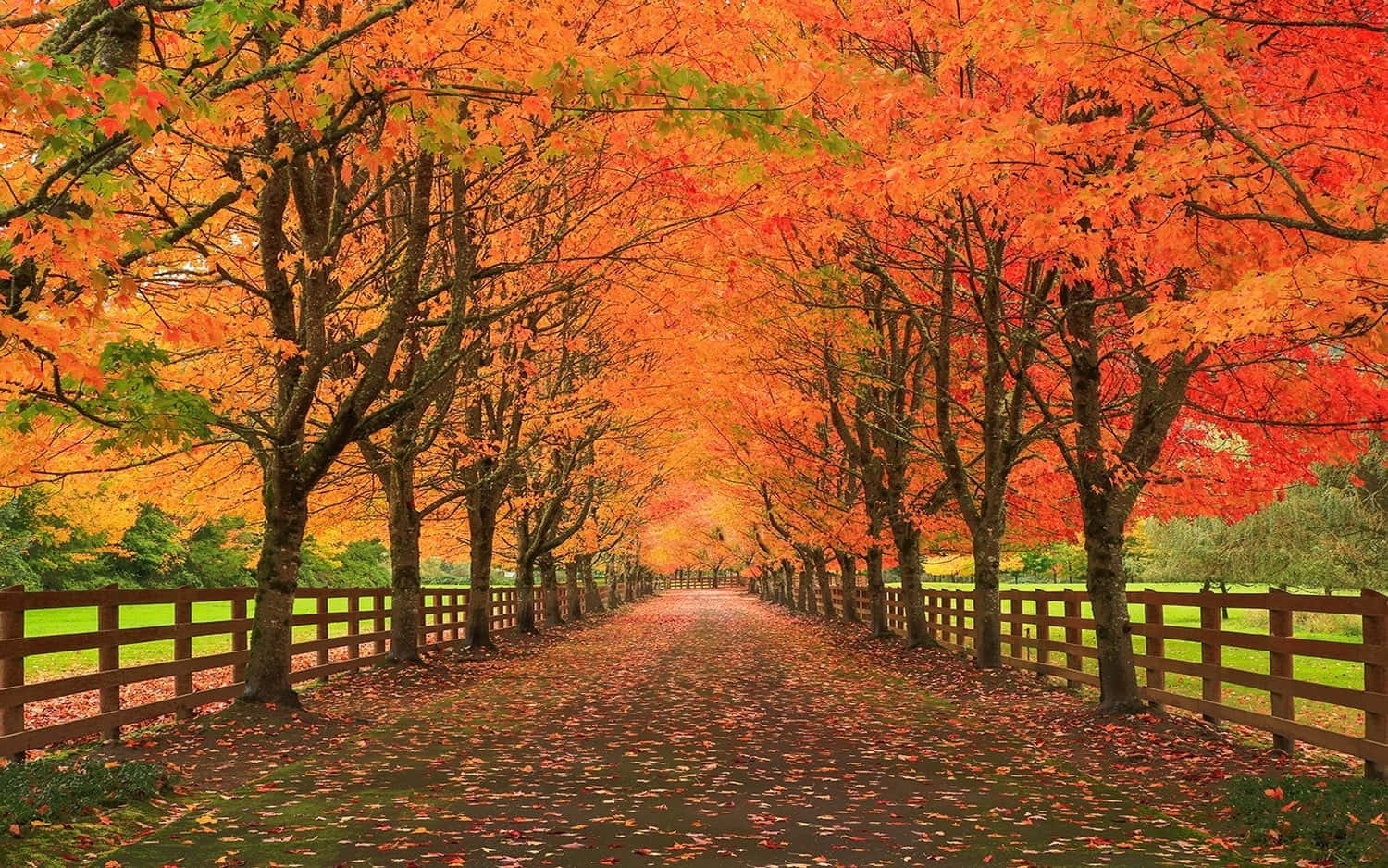 brown autumn, autumn pathway, fiery orange trees, HD Desktop Wallpaper